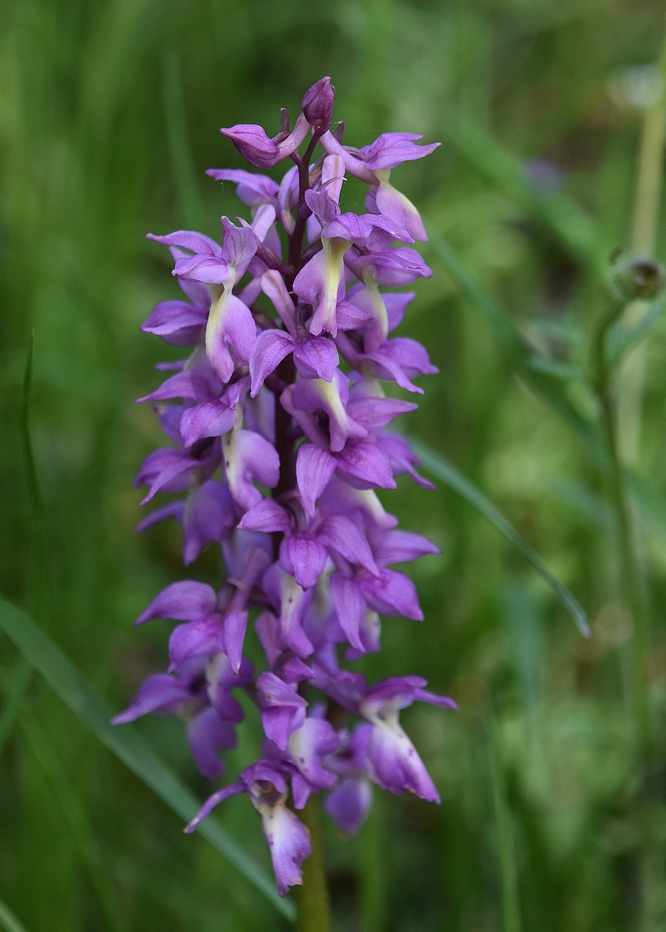 LF - 07052023 - (54) - Hybrid Orchis mascula × O. pallens.JPG