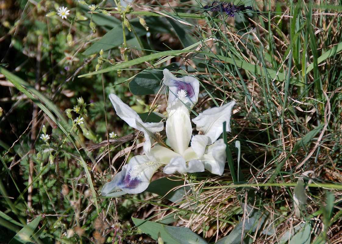 Breitenbrunn-Thenauriegel-Burgenland-21042018-(134) - Iris pumila - Zwerg-Schwertlilie.JPG