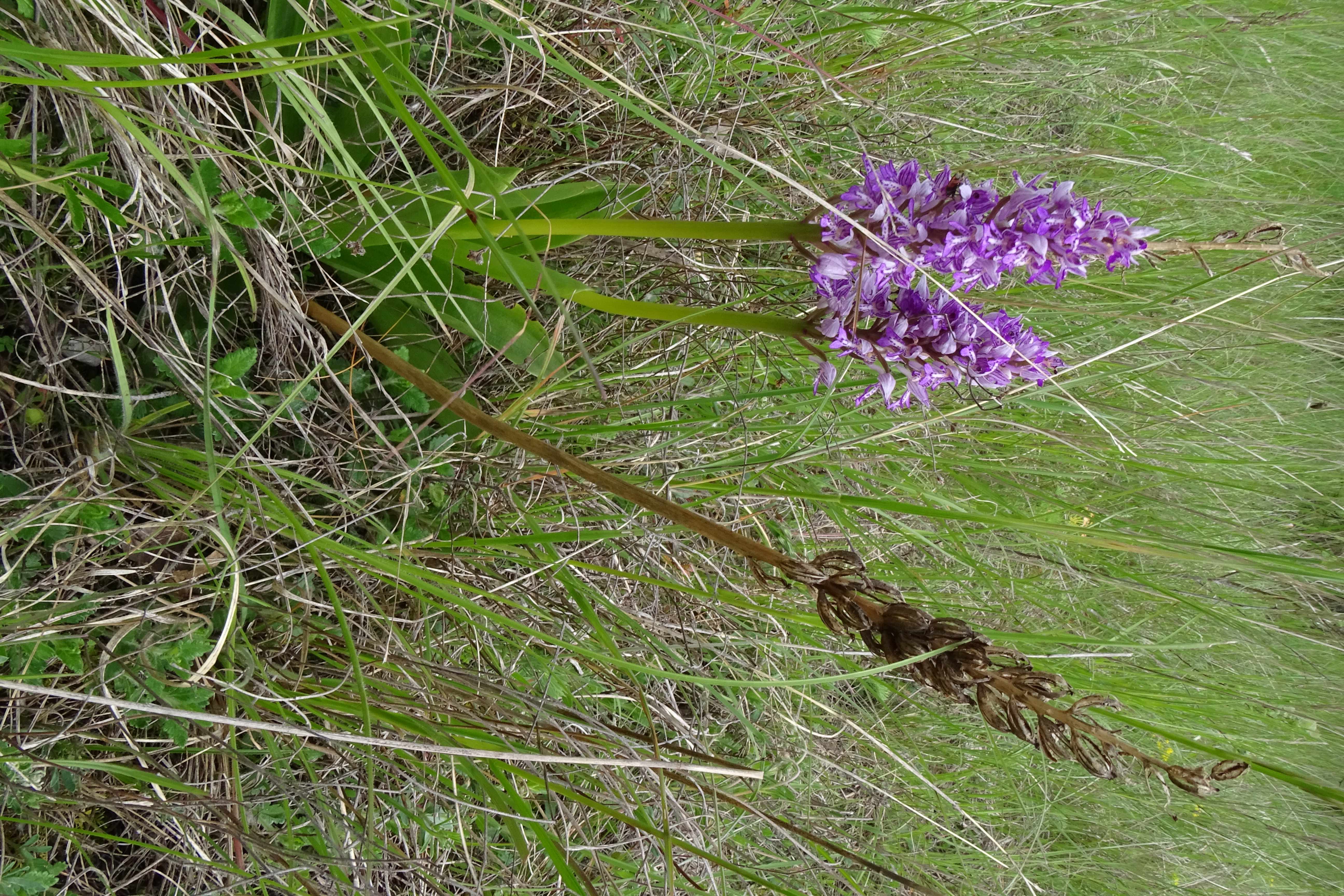 DSC04489 untere lobau, 2023-05-11, orchis militaris.jpg