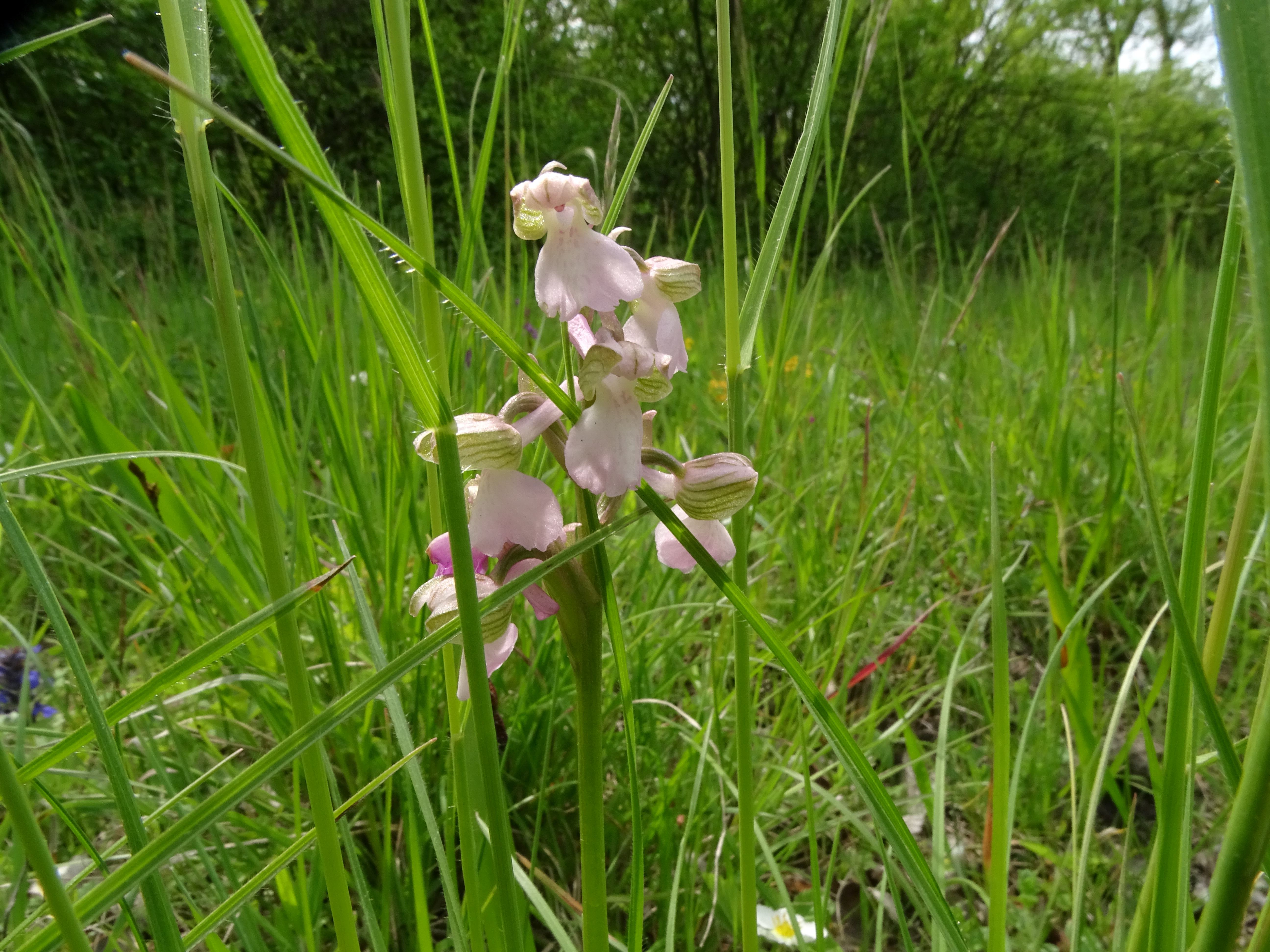 DSC04508 untere lobau, 2023-05-11, anacamptis morio.jpg