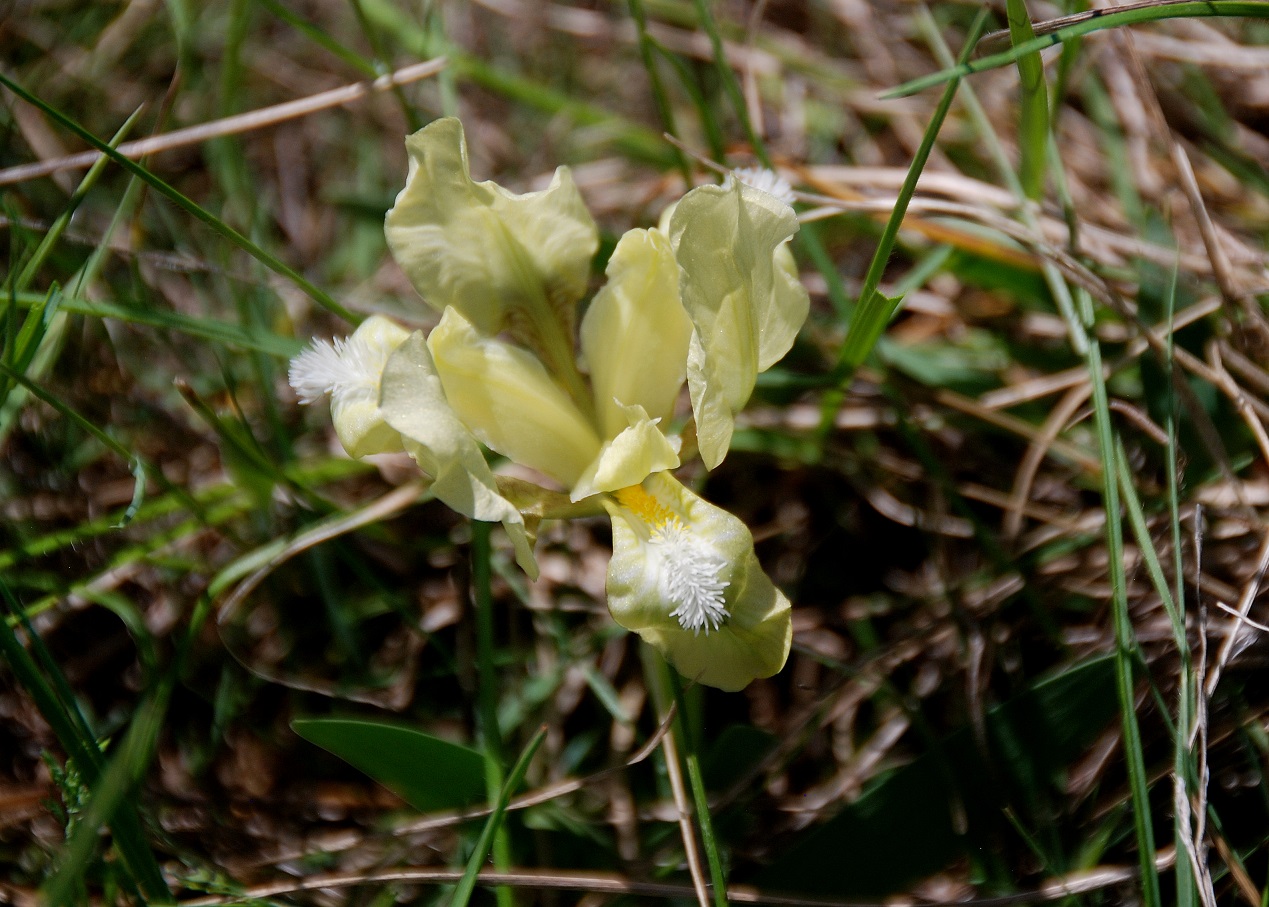 Breitenbrunn-Thenauriegel-Burgenland-21042018-(139) - Iris pumila - Zwerg-Schwertlilie.JPG