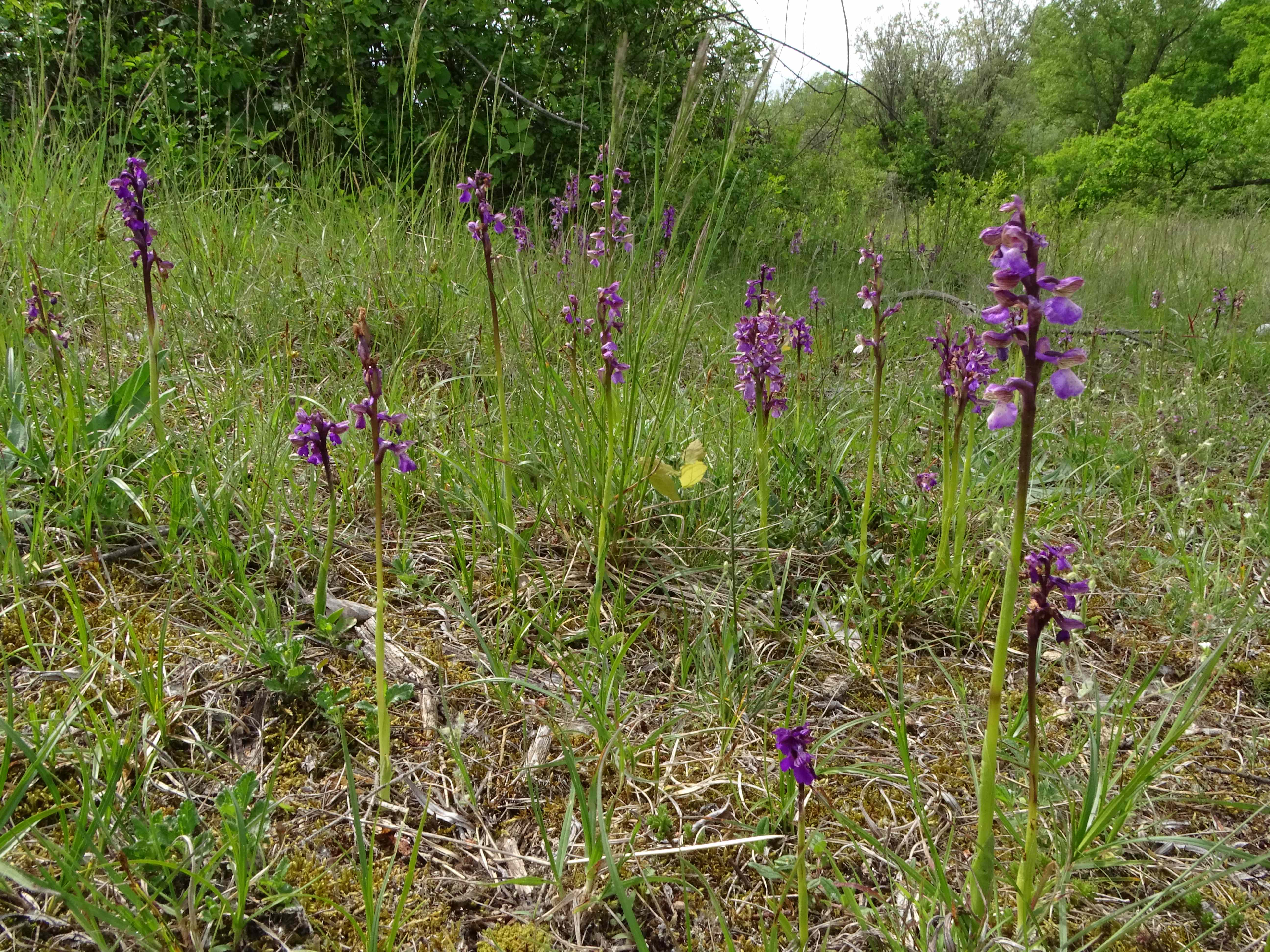 DSC04515 untere lobau, 2023-05-11, anacamptis morio.jpg