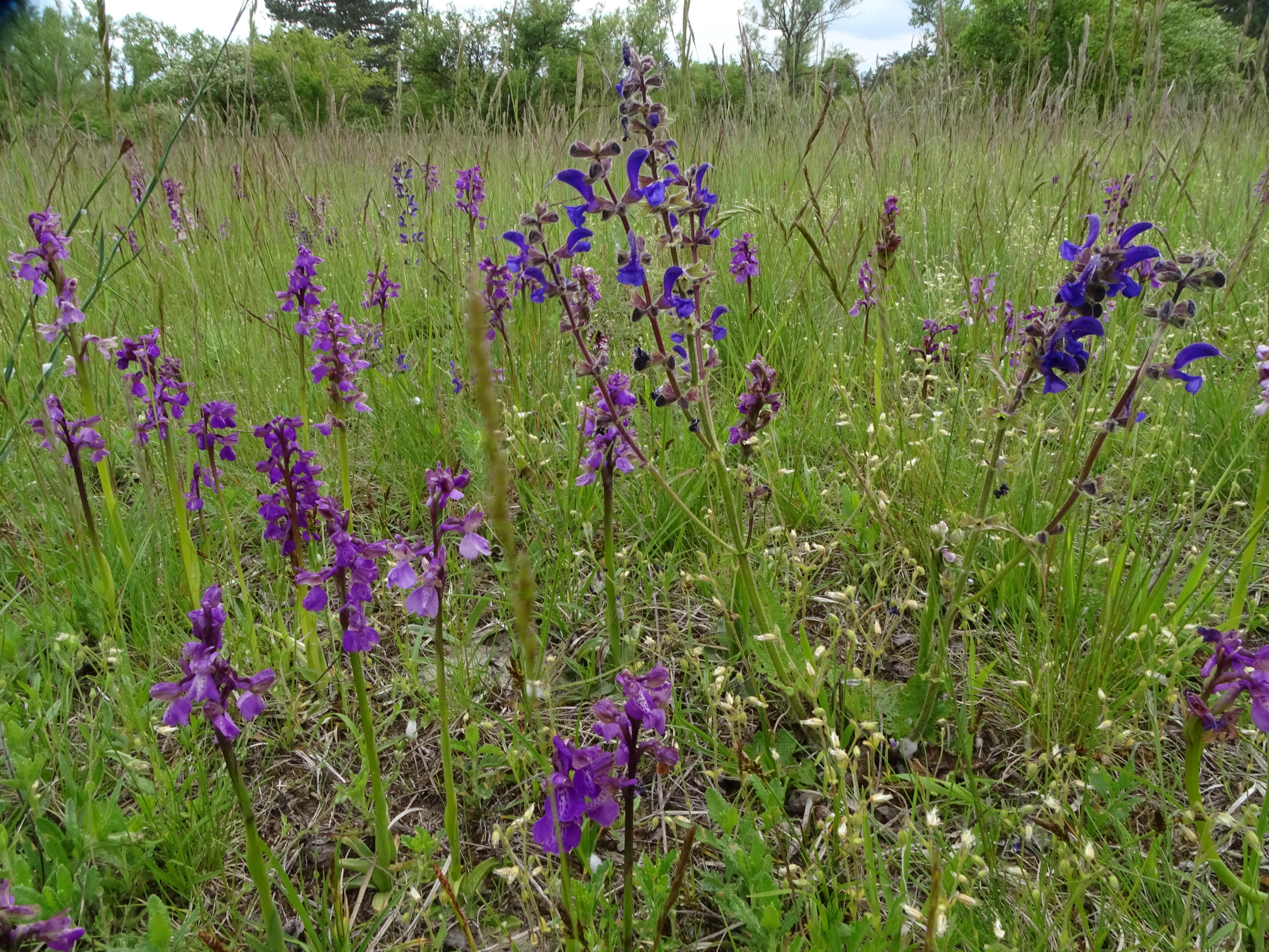 DSC04530 untere lobau, 2023-05-11, salvia pratensis, anacamptis morio.jpg