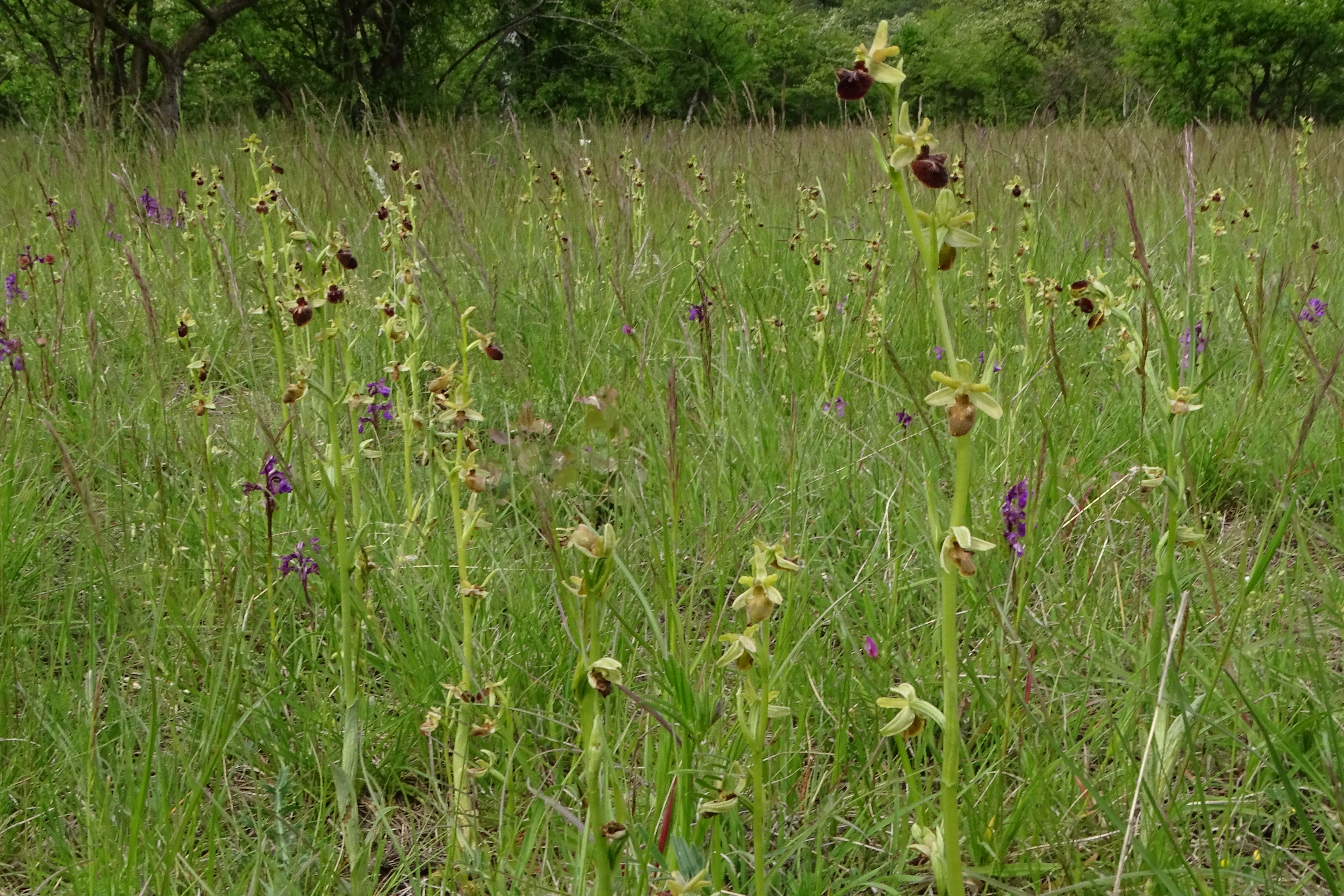 DSC04541 untere lobau, 2023-05-11, anacamptis morio, ophrys sphegodes.jpg