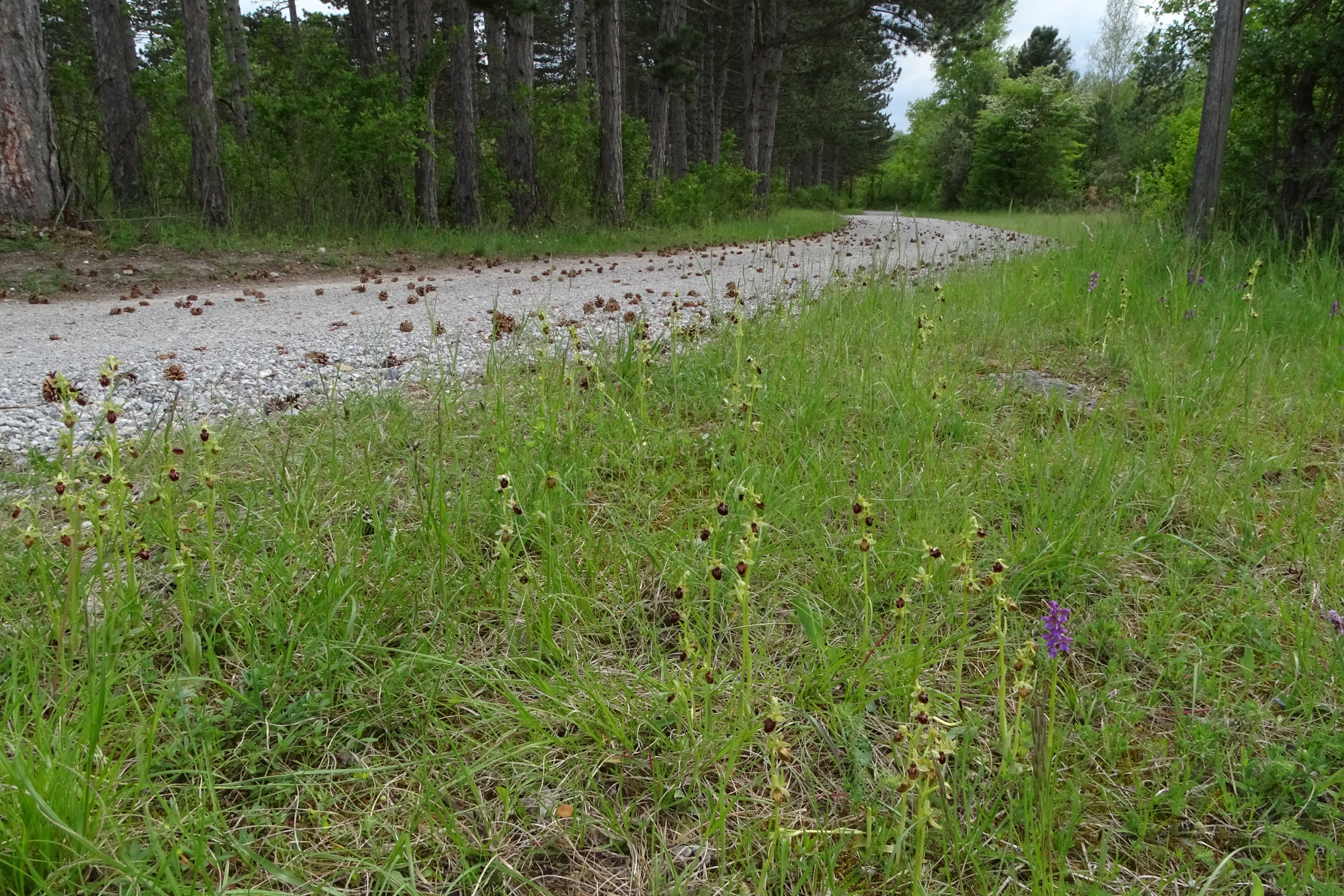 DSC04542 untere lobau, 2023-05-11, anacamptis morio, ophrys sphegodes.jpg