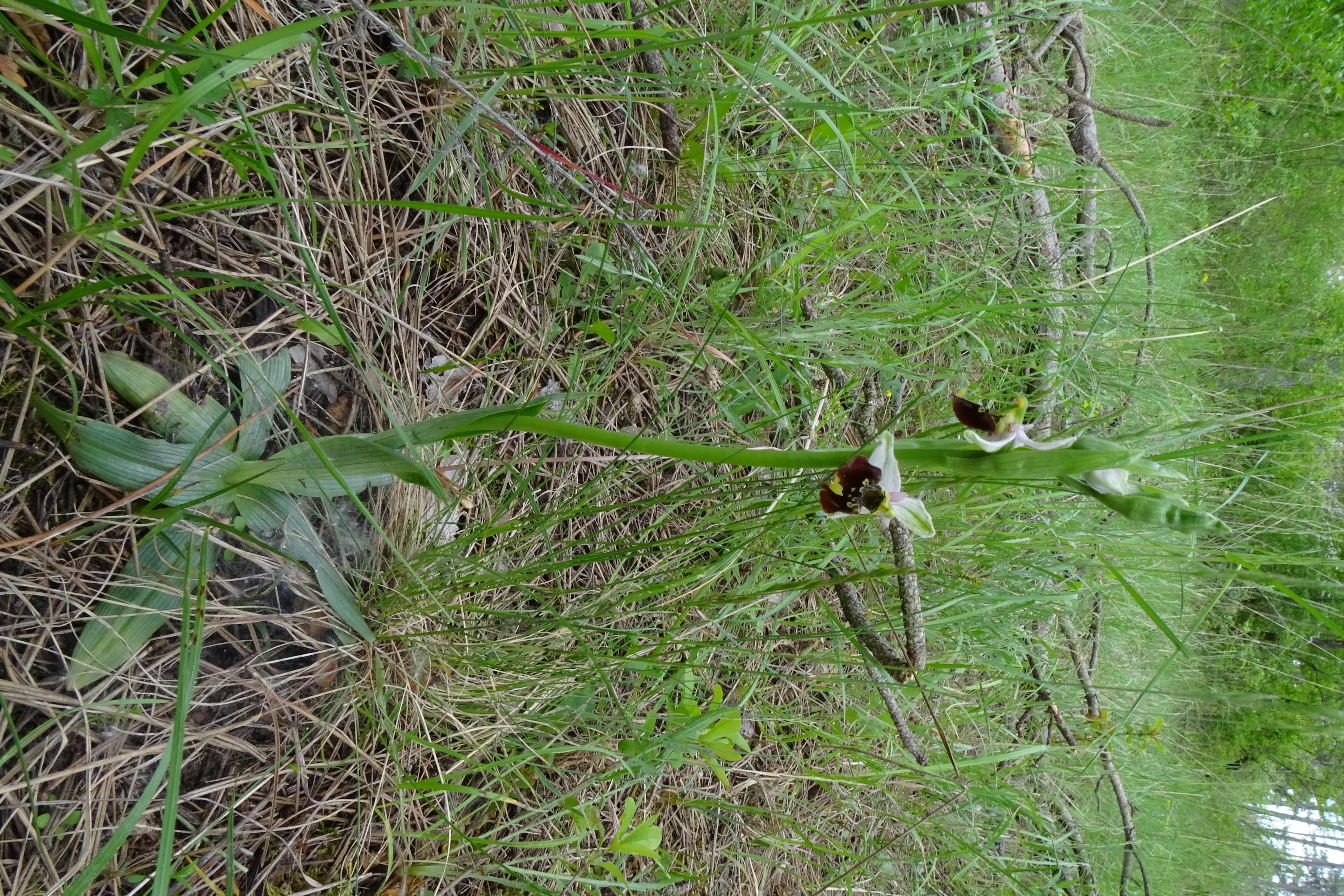 DSC04550 untere lobau, 2023-05-11, ophrys holoserica.jpg