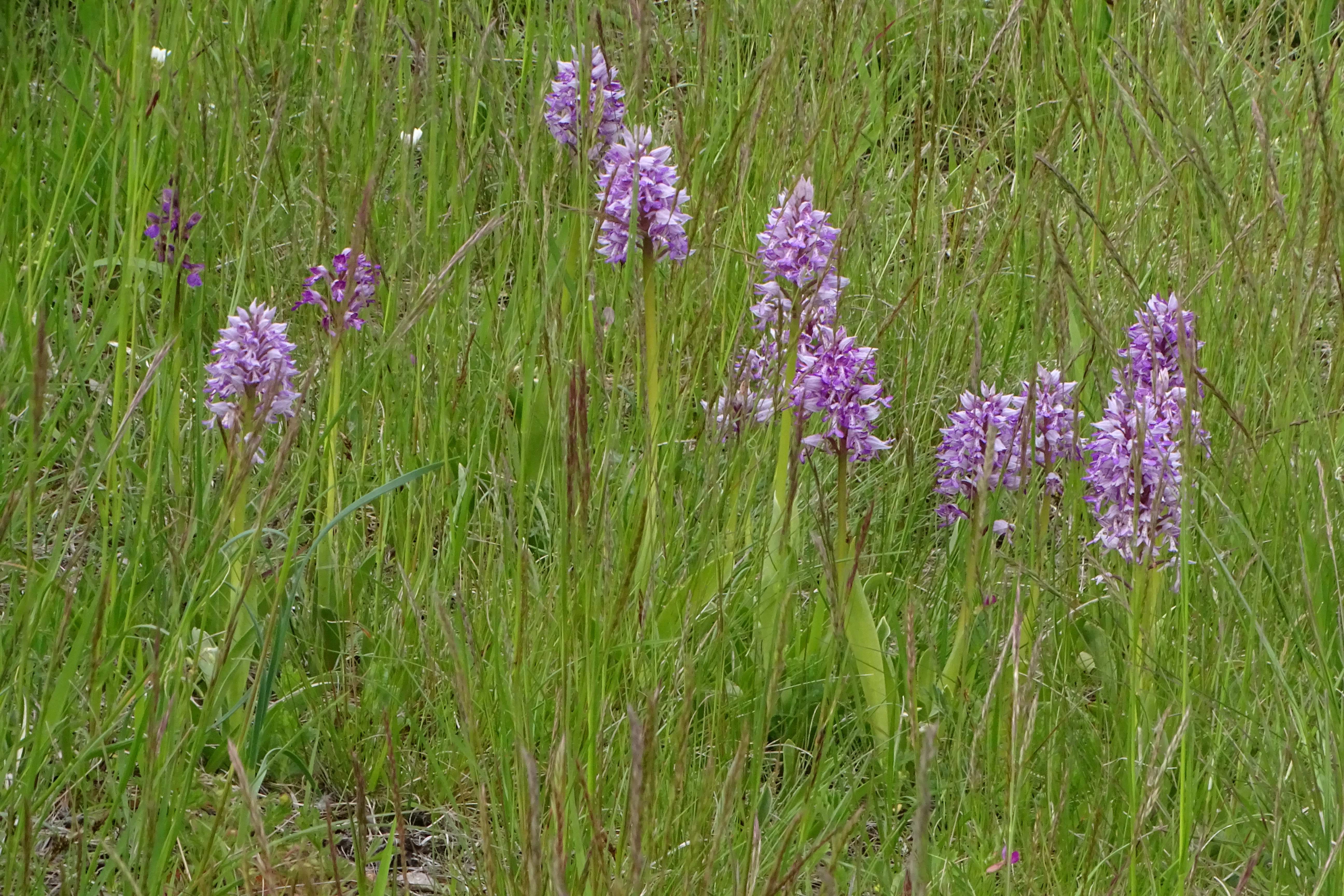 DSC04558 untere lobau, 2023-05-11, orchis militaris.jpg