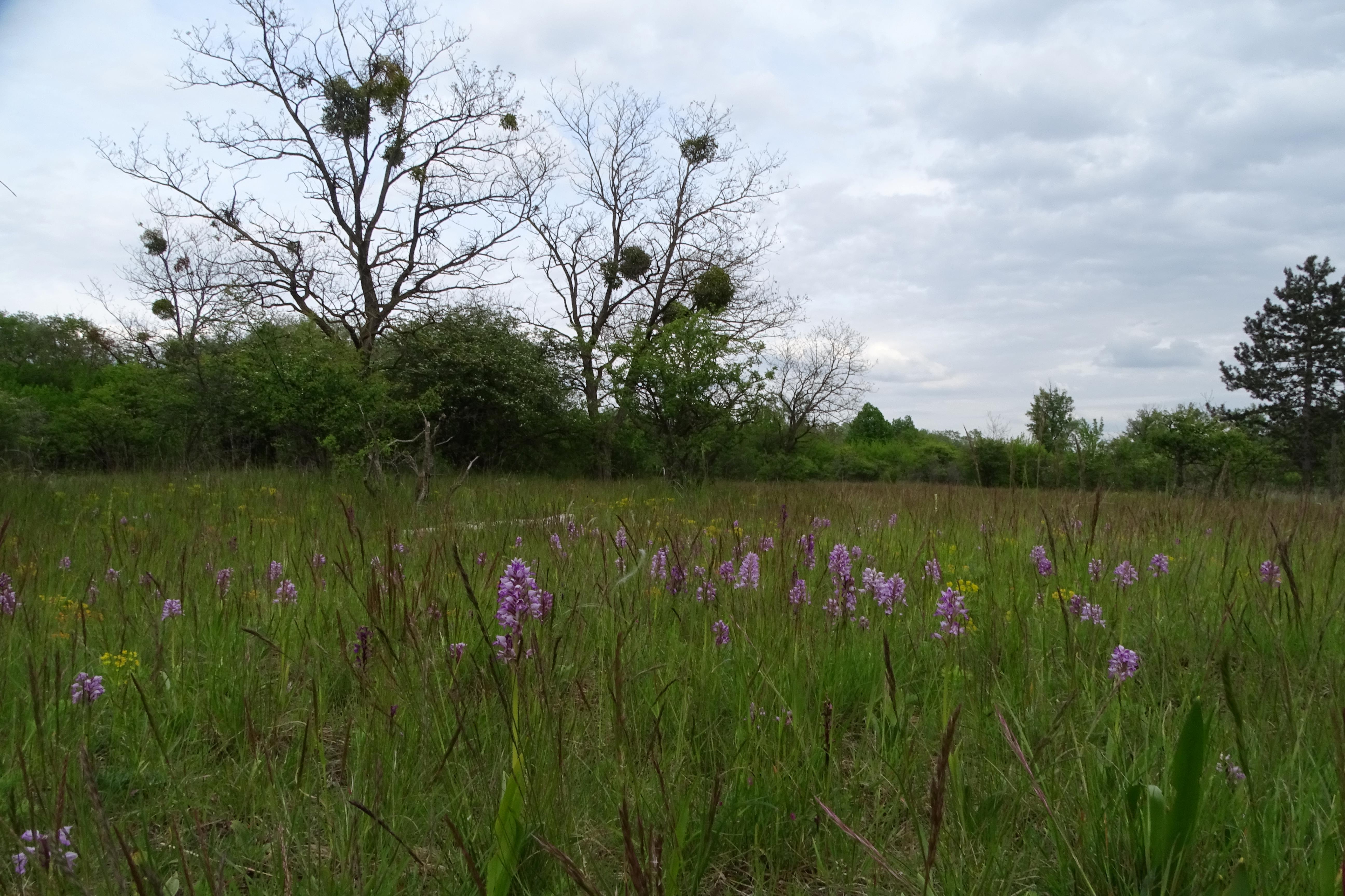 DSC04561 untere lobau, 2023-05-11, orchis militaris.jpg