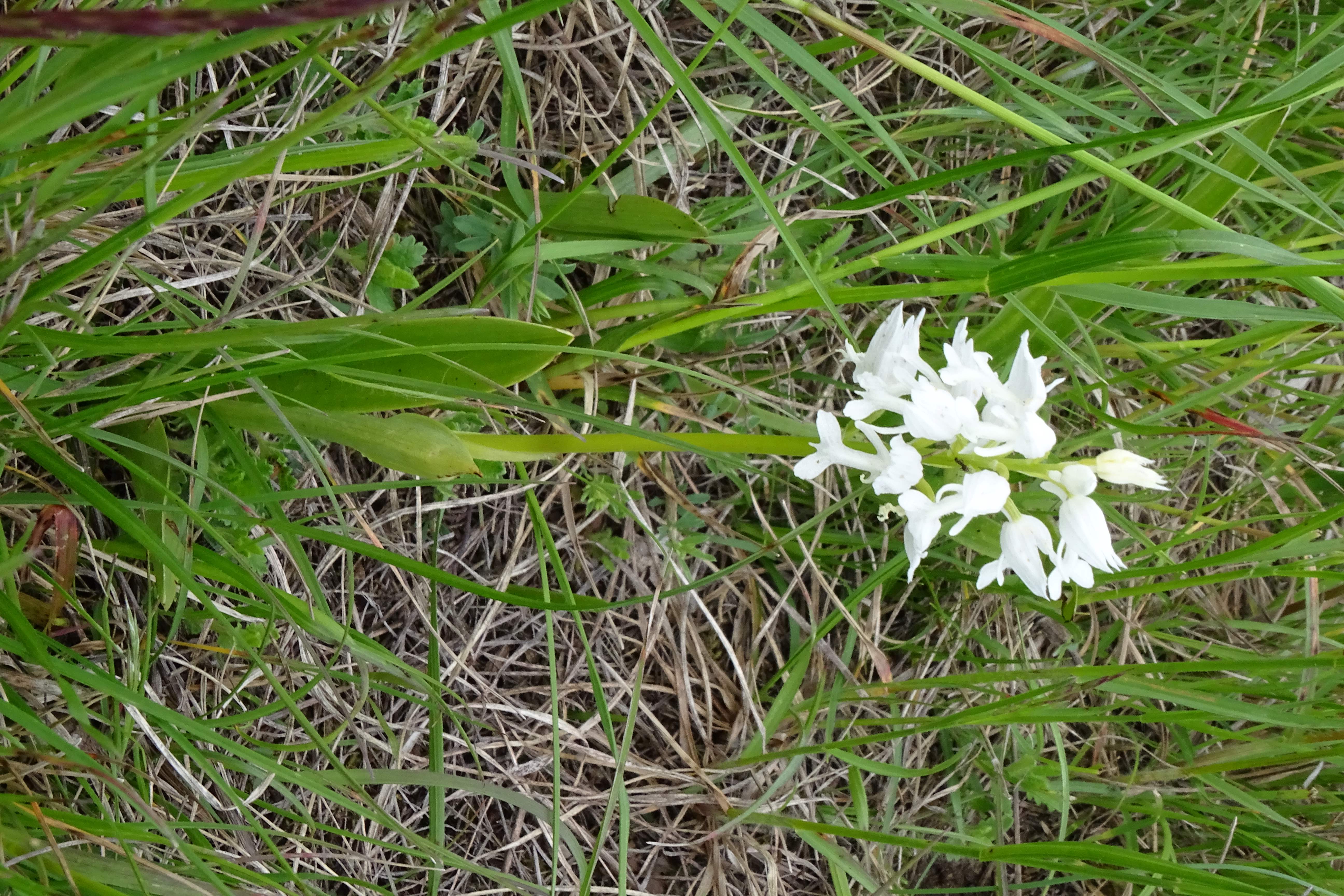 DSC04565 untere lobau, 2023-05-11, orchis militaris.jpg