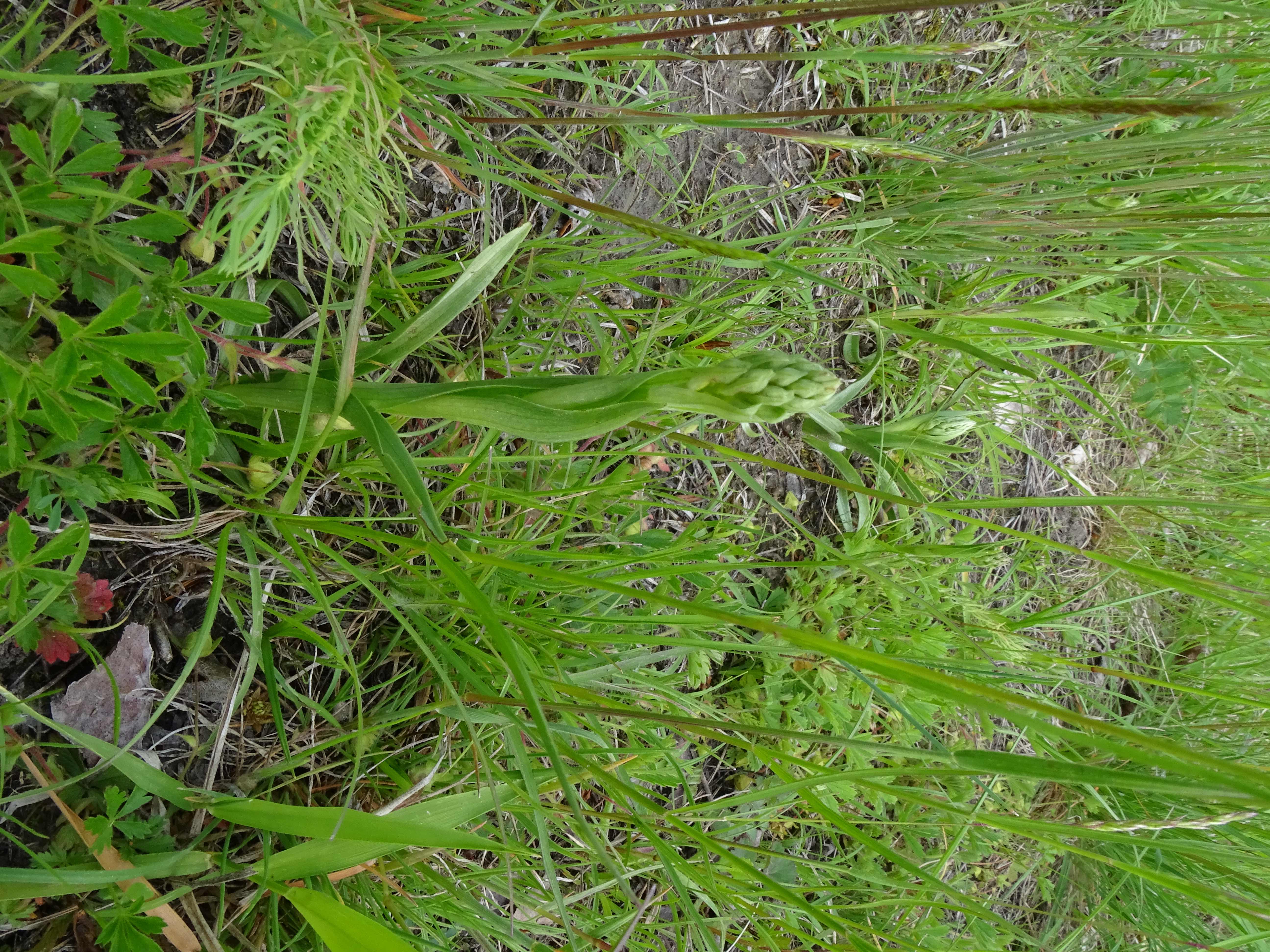 DSC04584 untere lobau, 2023-05-11, gymnadenia conopsea.jpg