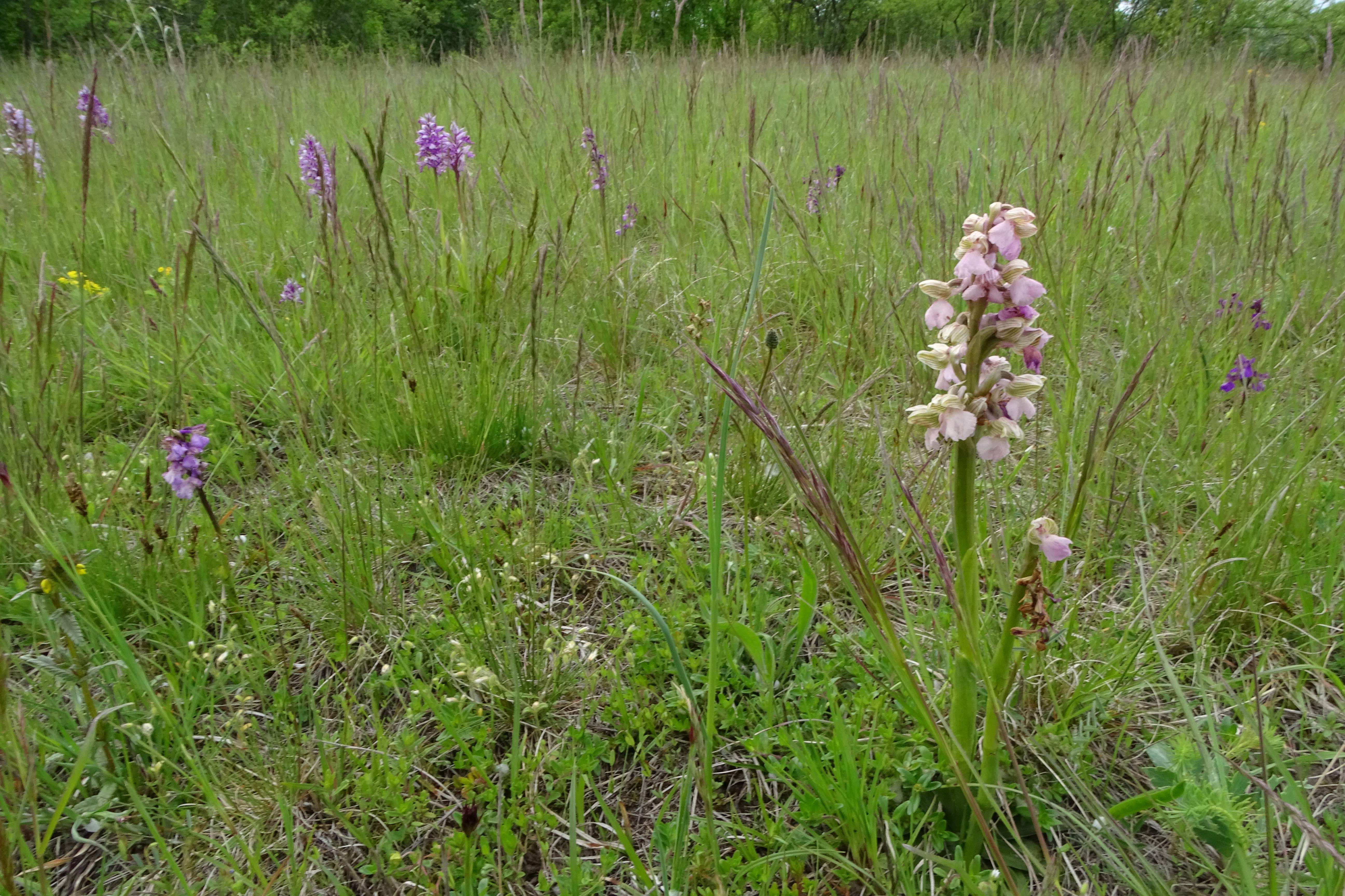 DSC04595 untere lobau, 2023-05-11, orchis militaris, anacamptis morio.jpg