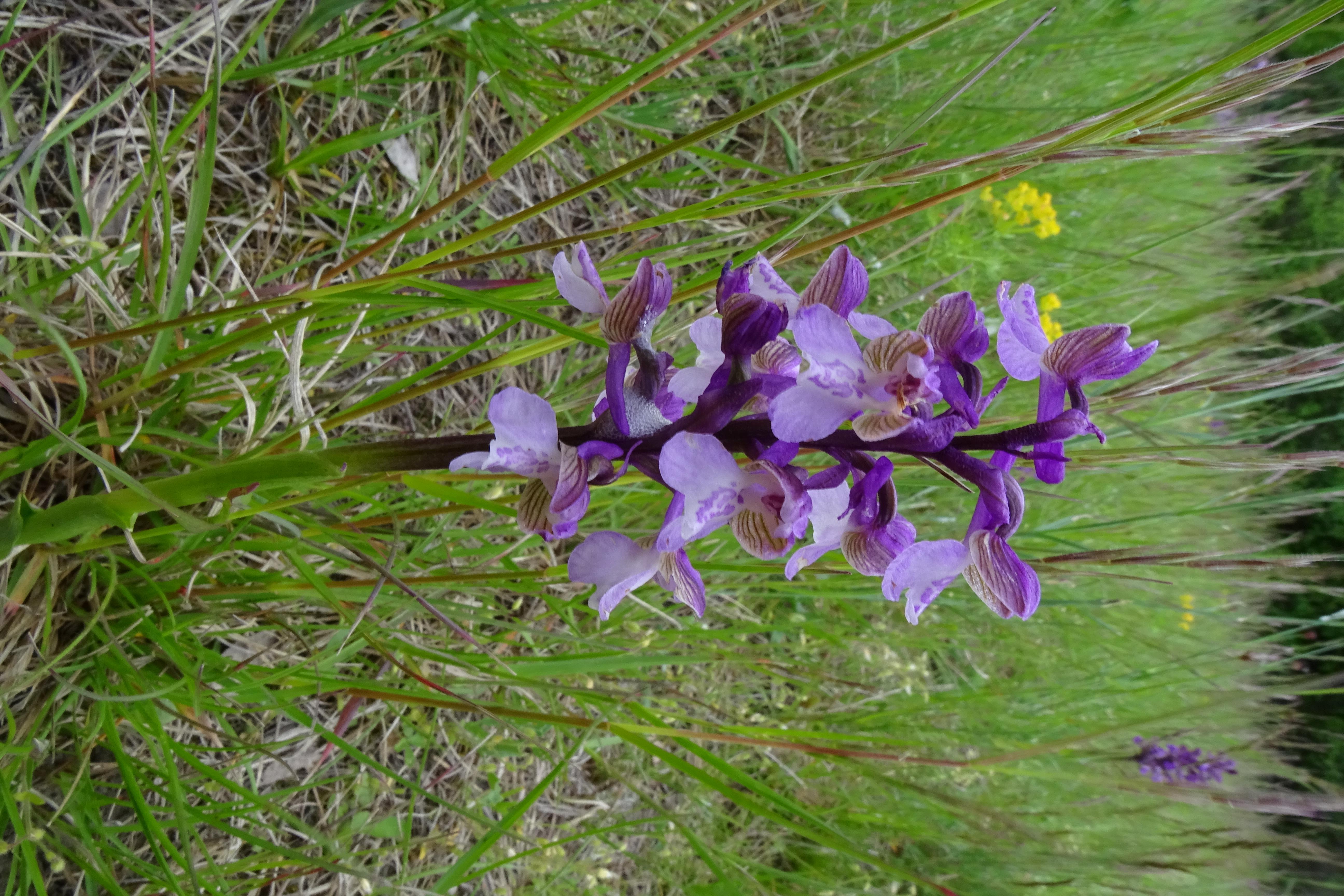 DSC04623 untere lobau, 2023-05-anacamptis morio.jpg