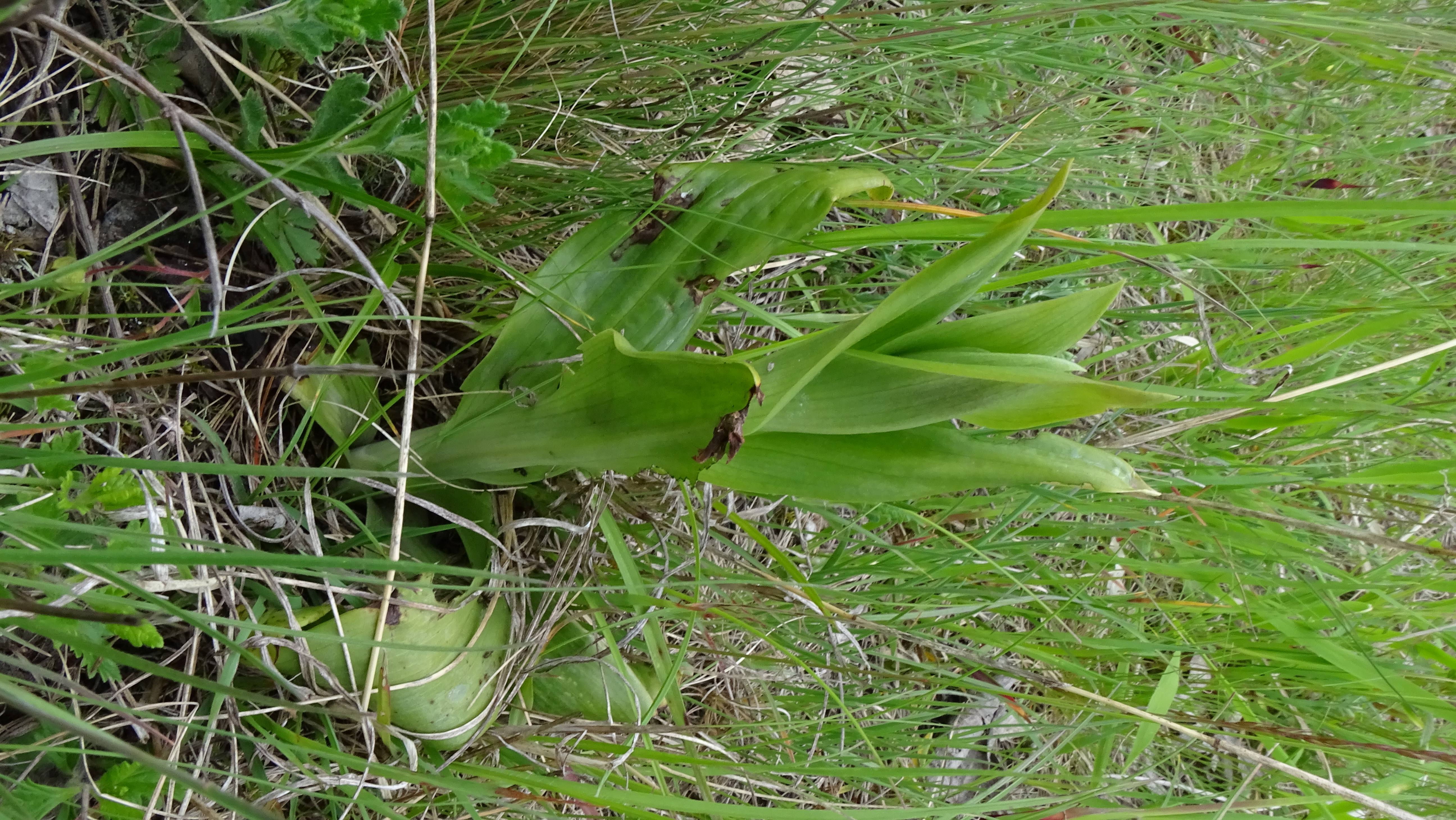 DSC04639 untere lobau, 2023-05-11, himantoglossum adriaticum.jpg