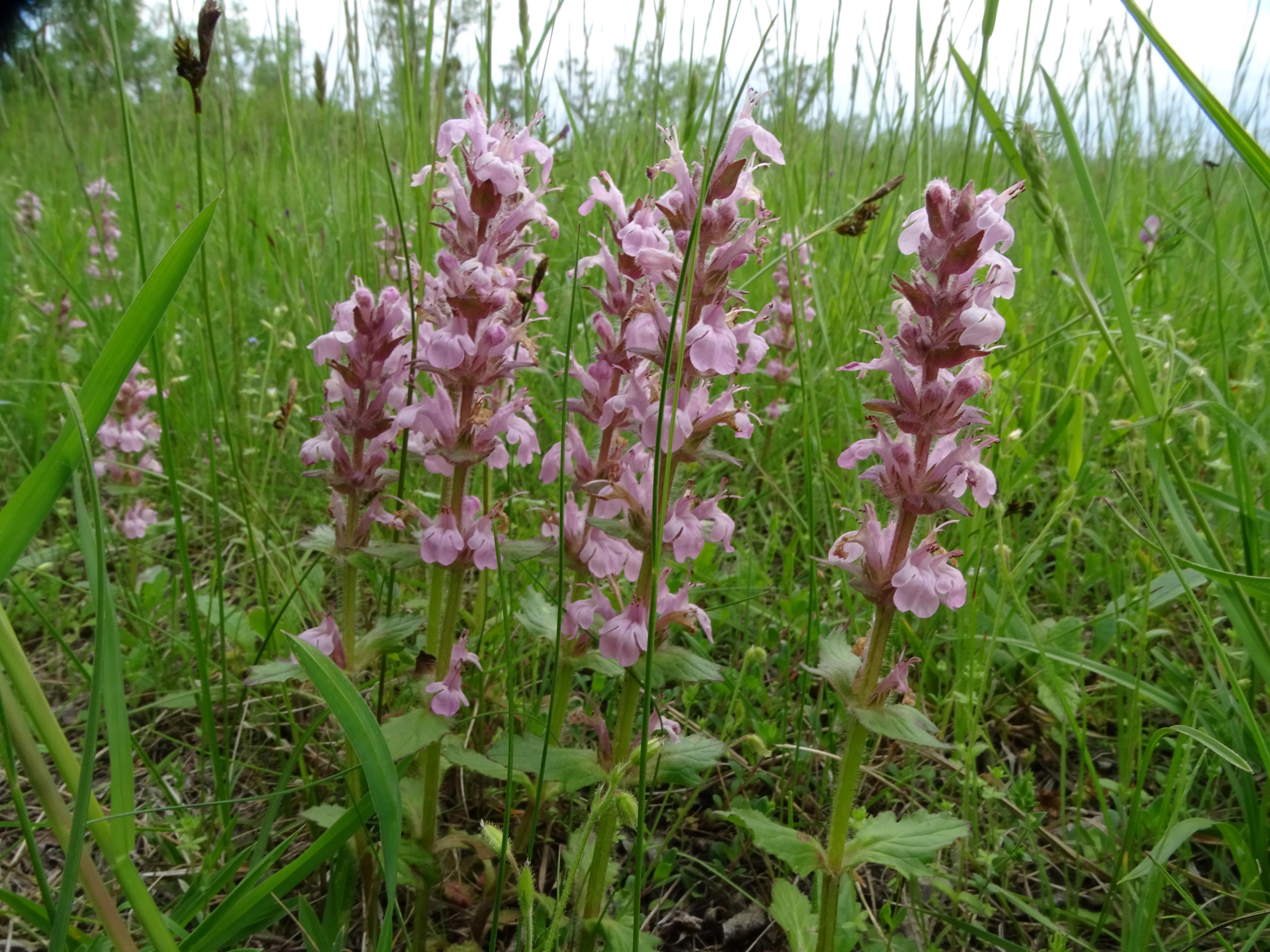 DSC04575 ajuga genevensis, 20230511, lobau bei groß-enzersdorf.jpg