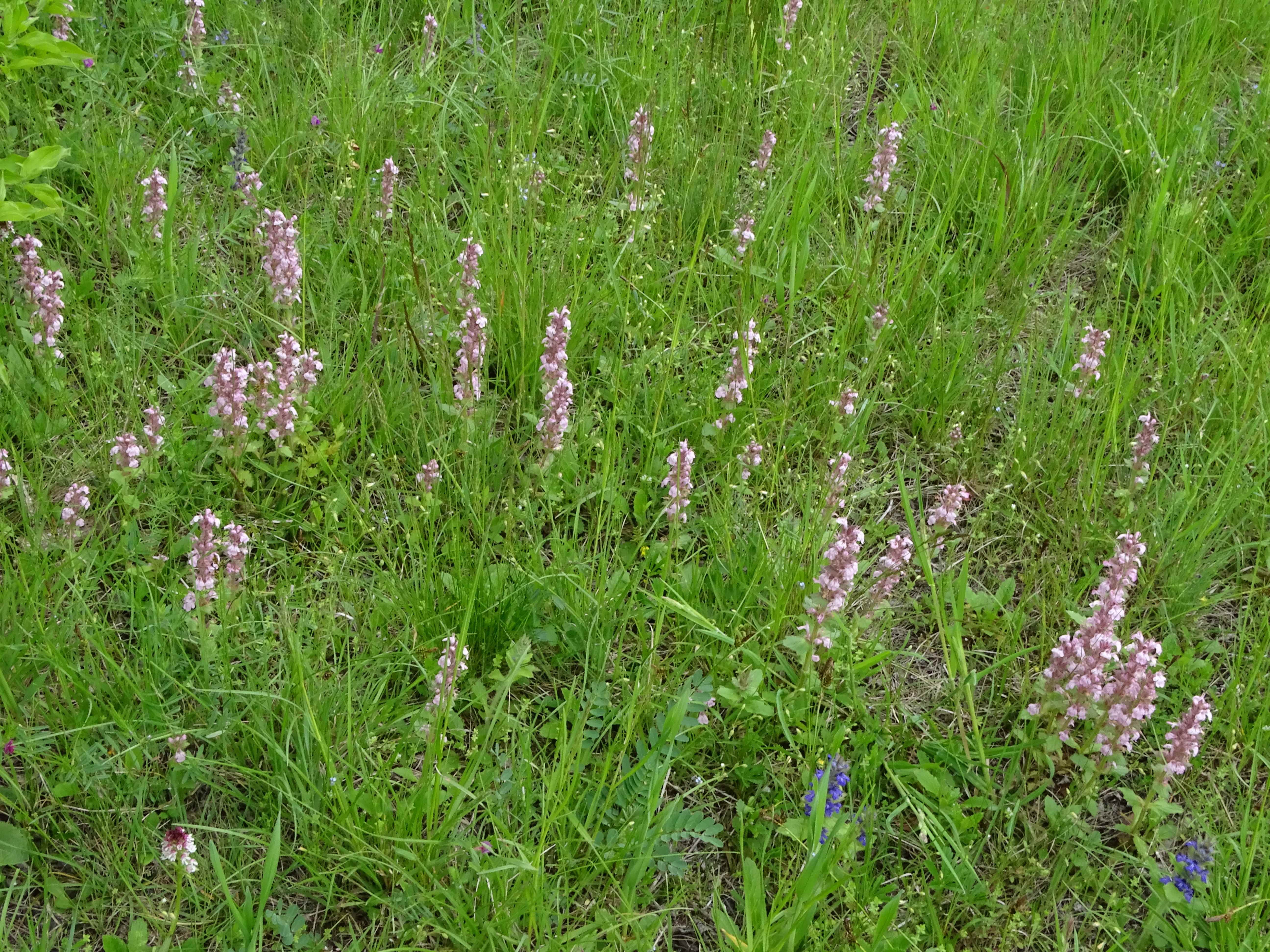 DSC04576 ajuga genevensis, 20230511, lobau bei groß-enzersdorf.jpg