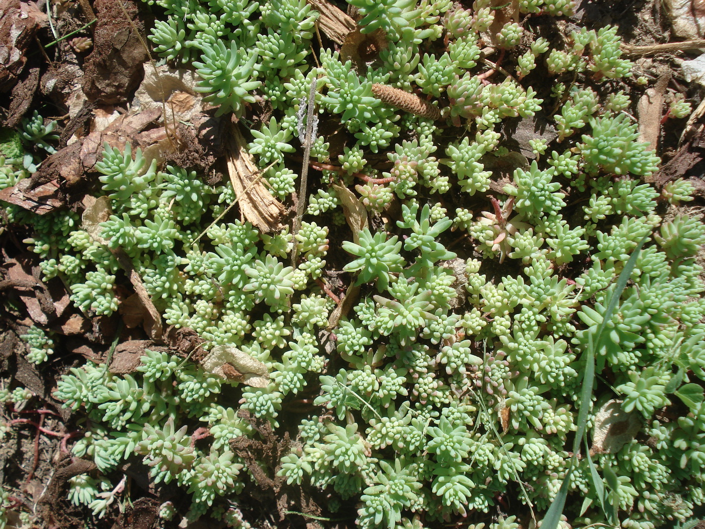 Sedum.pallidum.cf.verw.St-Löffelbach.b.Hartberg. 19.Mai.22.JPG