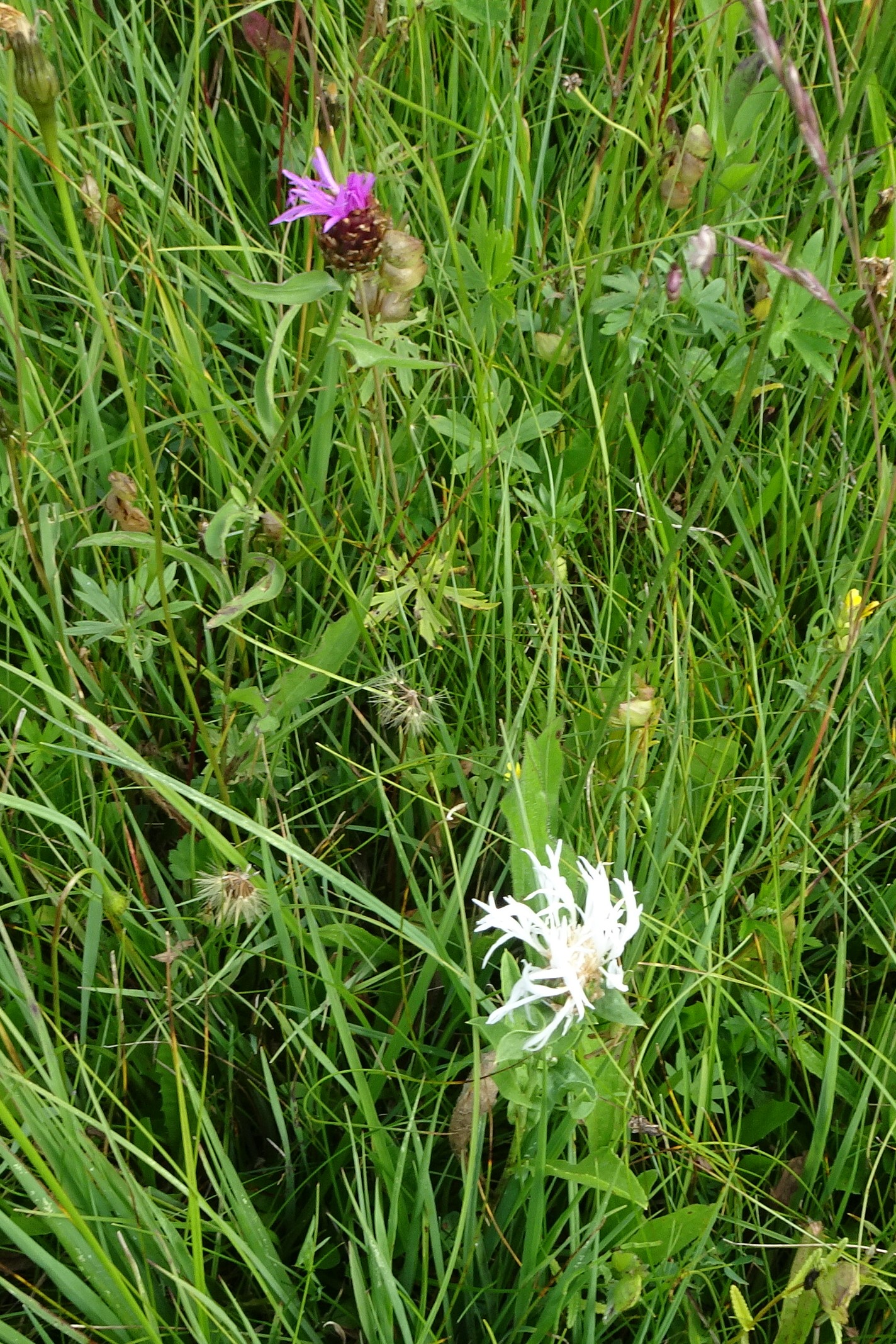 DSC06029 (2) albino centaurea jacea, abtenau, 2020-06-26.JPG