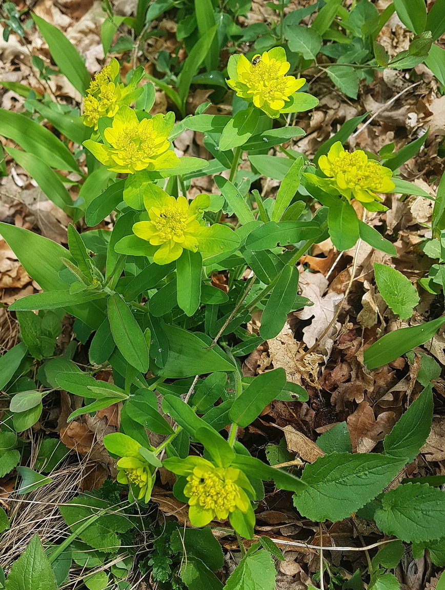 Euphorbia unbekannt.jpg