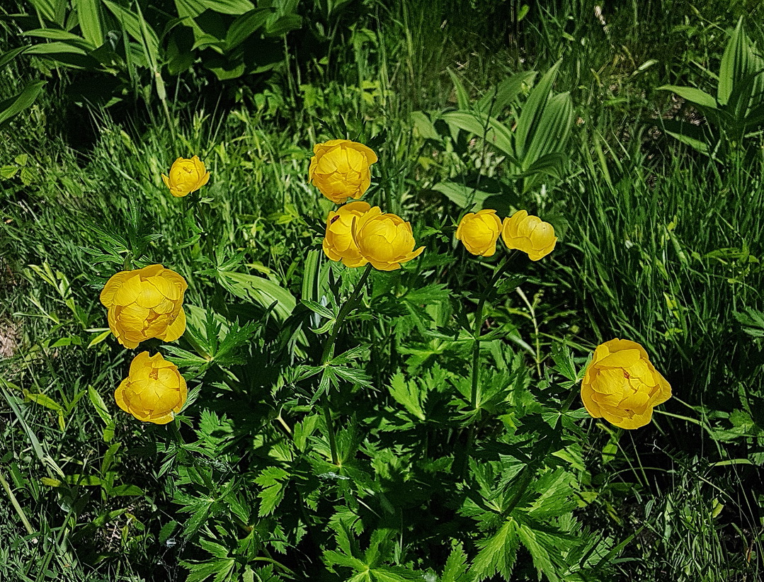 Trollius europaeus.jpg