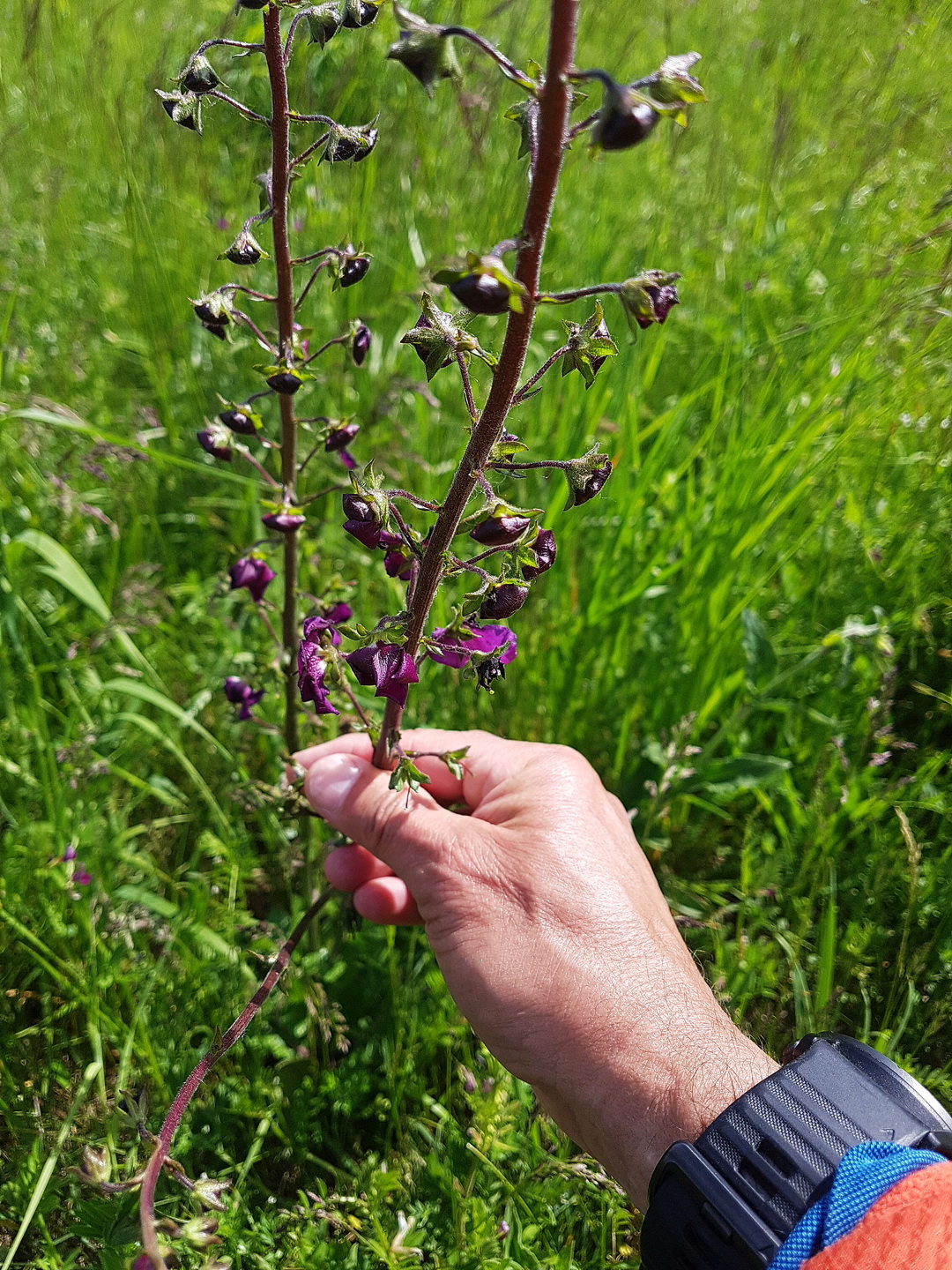 Verbascum phoeniceum.jpg