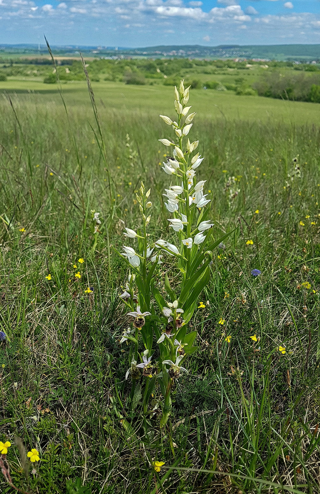 Ophrys holoserica + C. longifolia.jpg