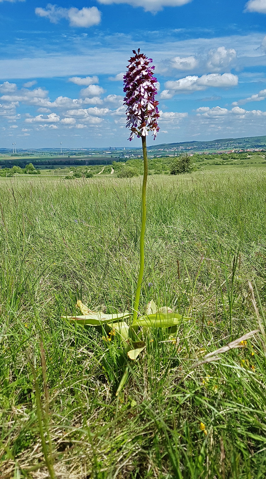 Orchis purpurea 1.jpg