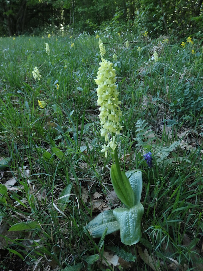 Orchis_pallens_Blasses_Knabenkraut.jpg