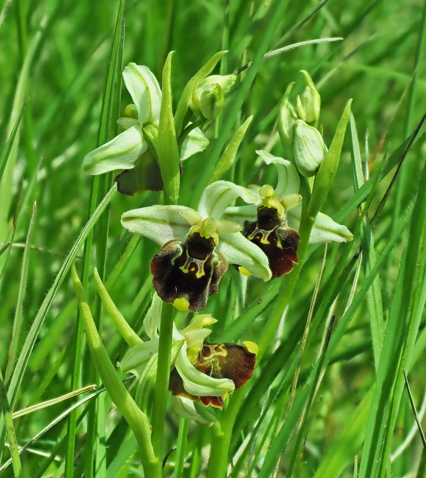 3 Ophrys holoserica grün.JPG
