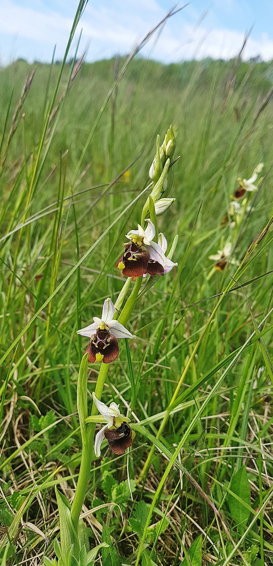 4 Ophrys holoserica.jpg