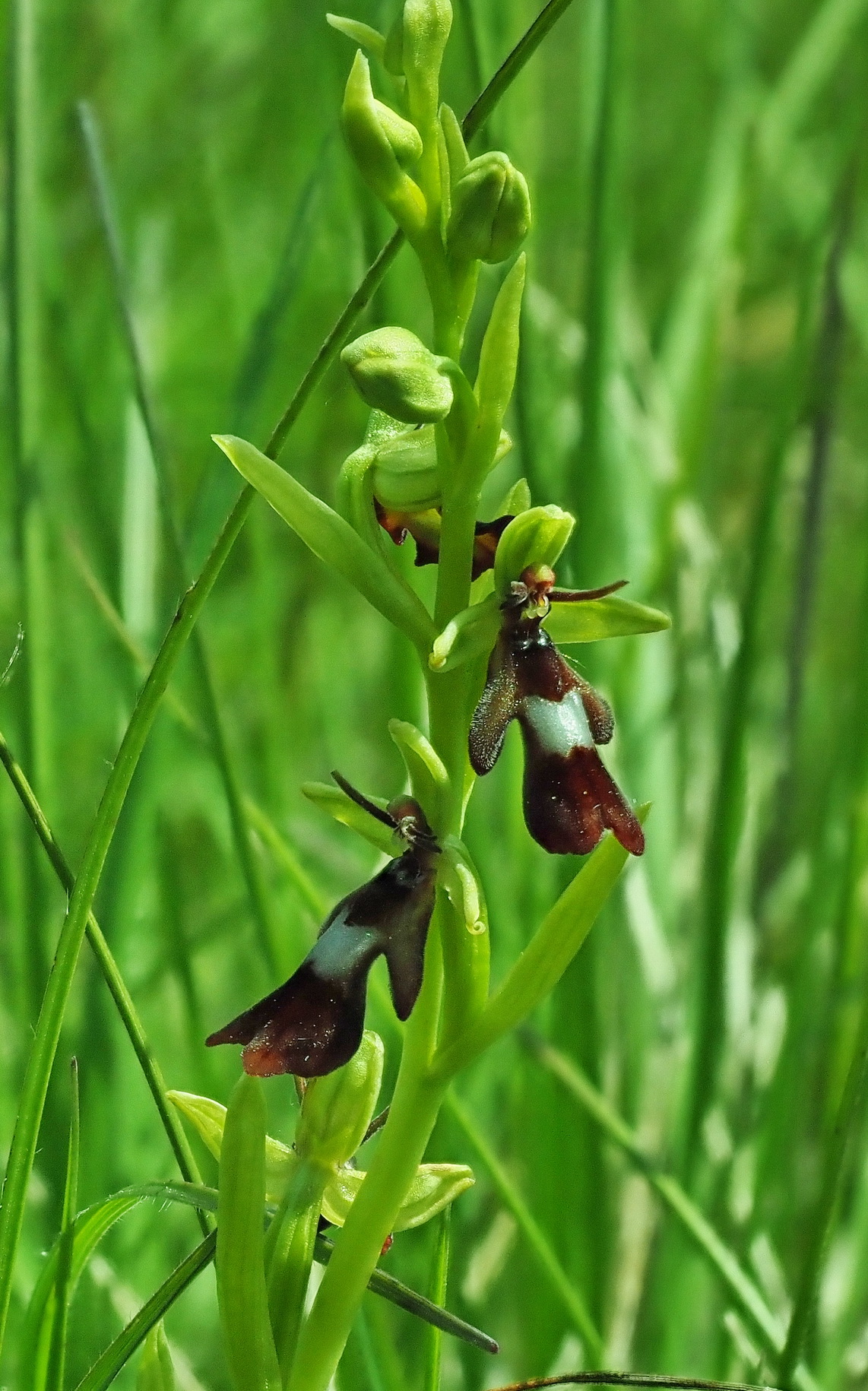 6 Ophrys insectifera.JPG