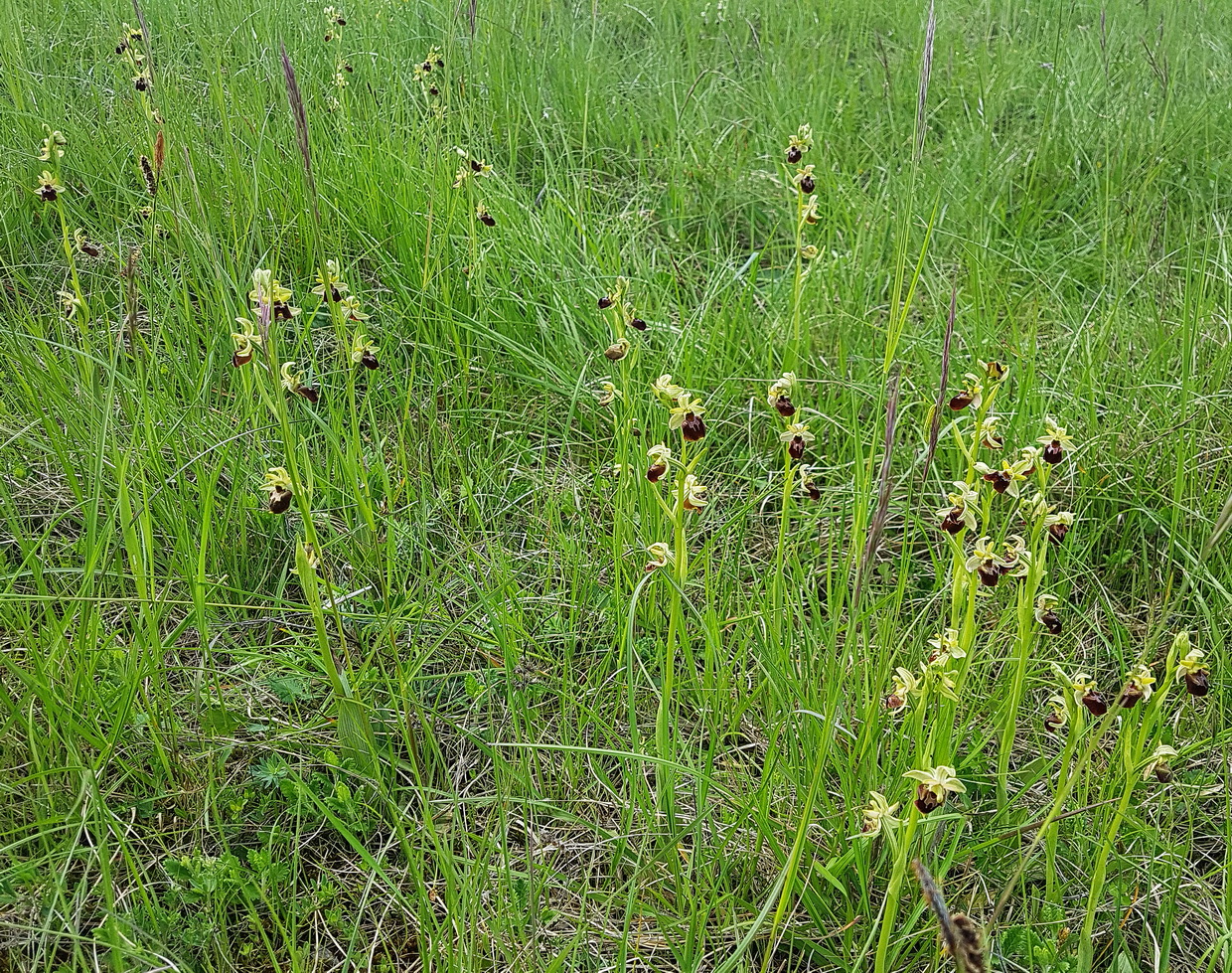 7 Ophrys sphegodes viele 1.jpg