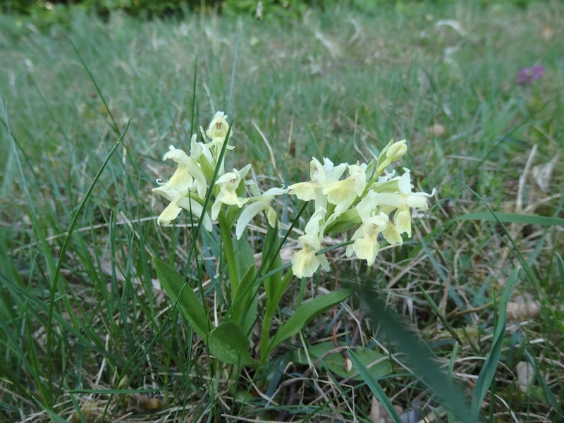 Dactylorhiza_sambucina_Holunder_Fingerwurz.JPG