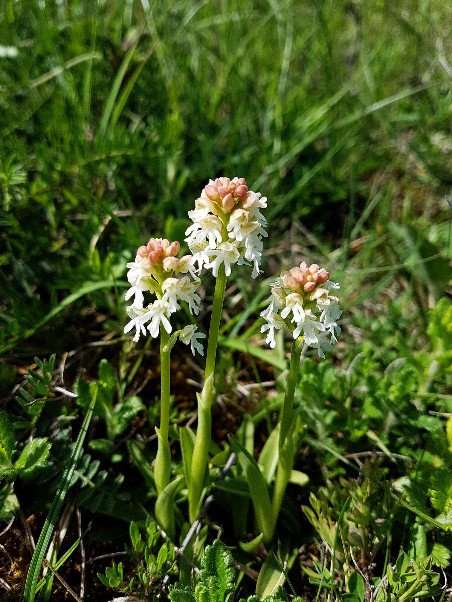 Trippel Albino N.u. 1.jpg