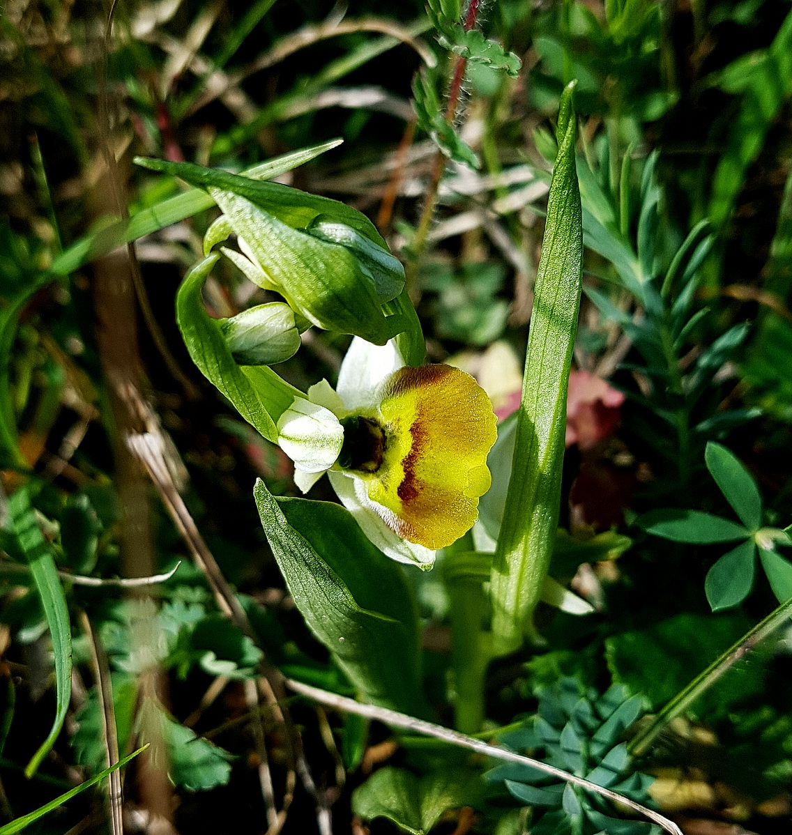 gelbe Lippe O. holoserica.jpg