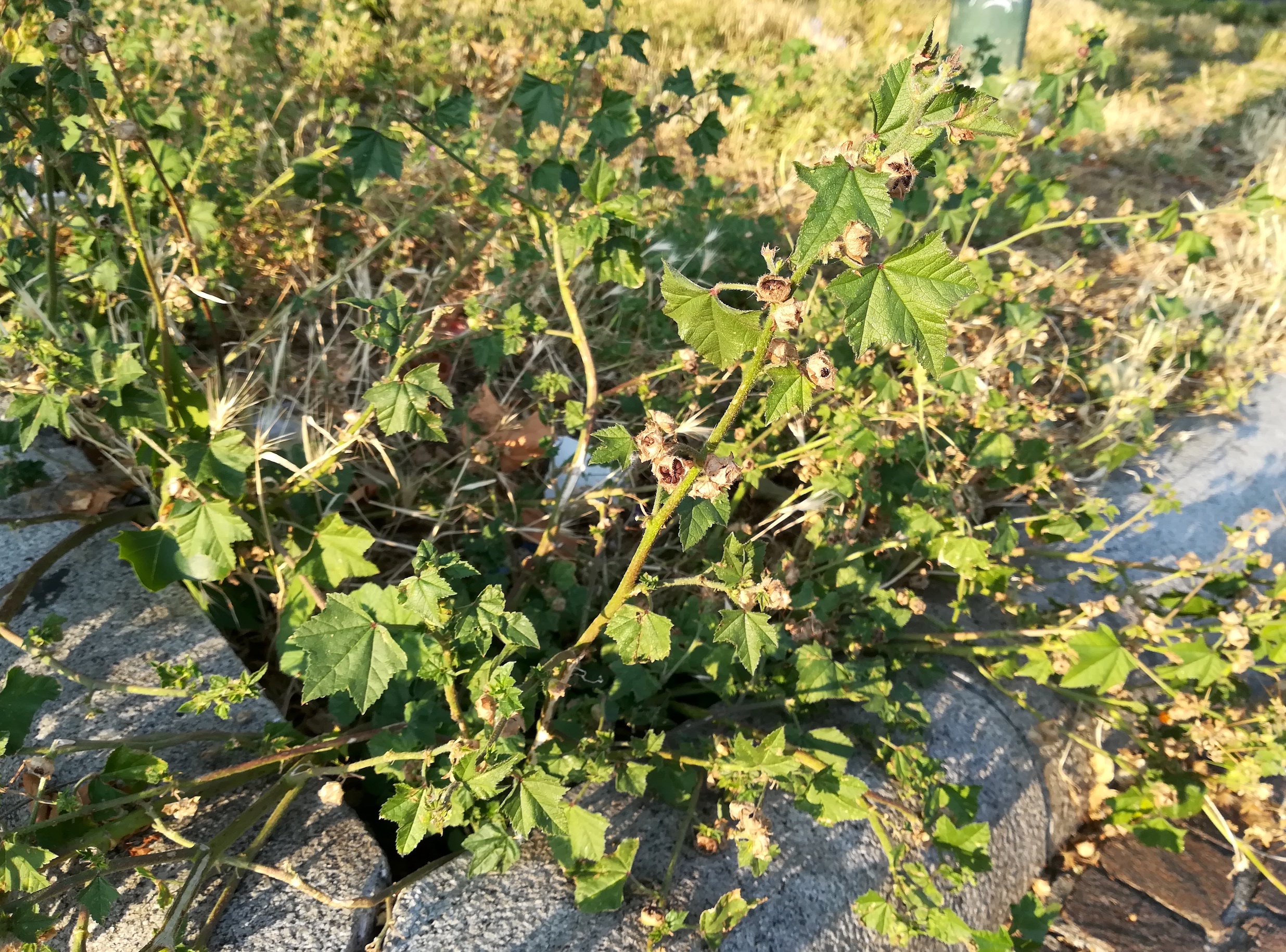 malva cf. nicaeensis bahnhof genova piazza principe genua italien_20230521_191450.jpg