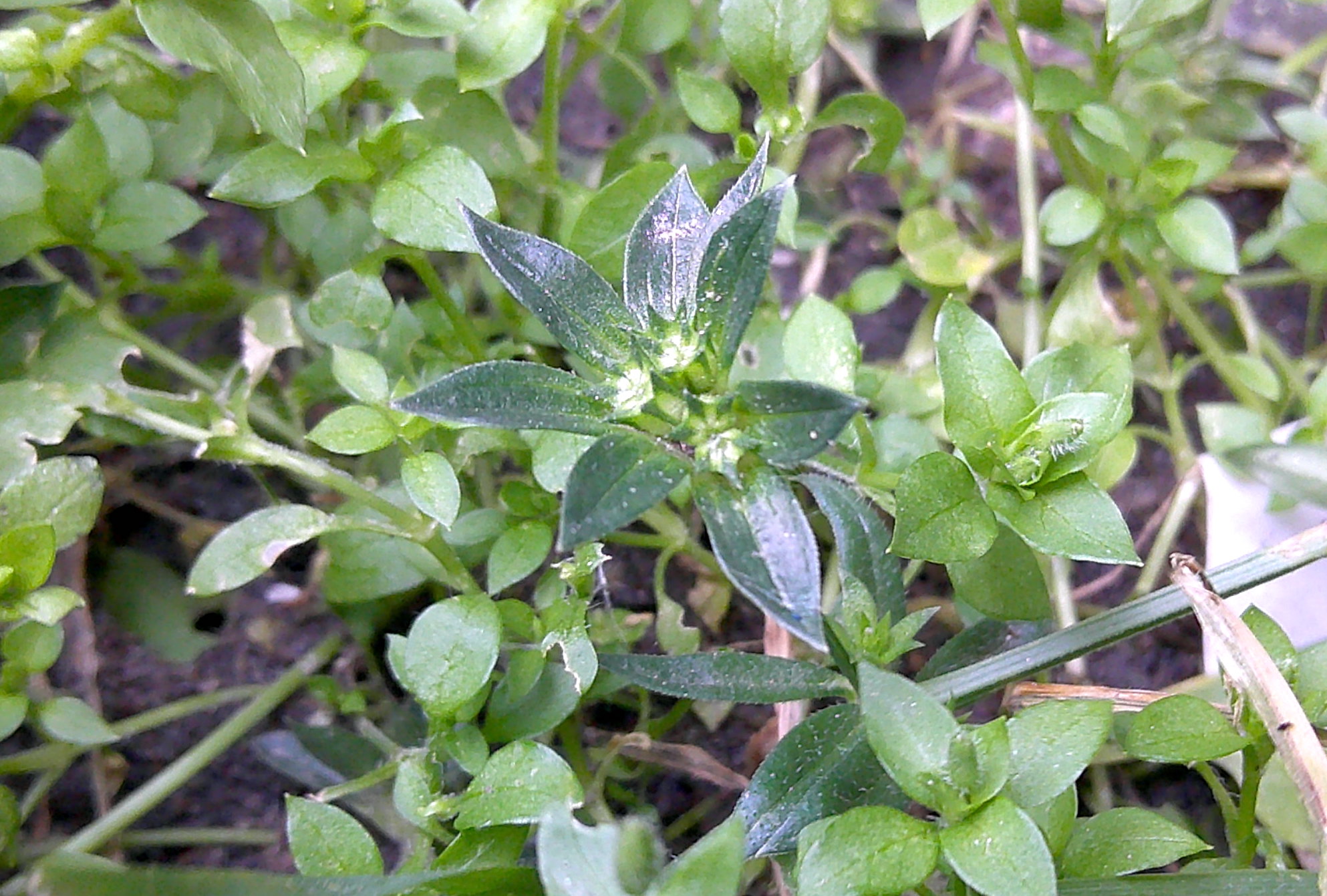 sherardia arvensis bahnhof venezia mestre venedig italien DSCF0015.JPG