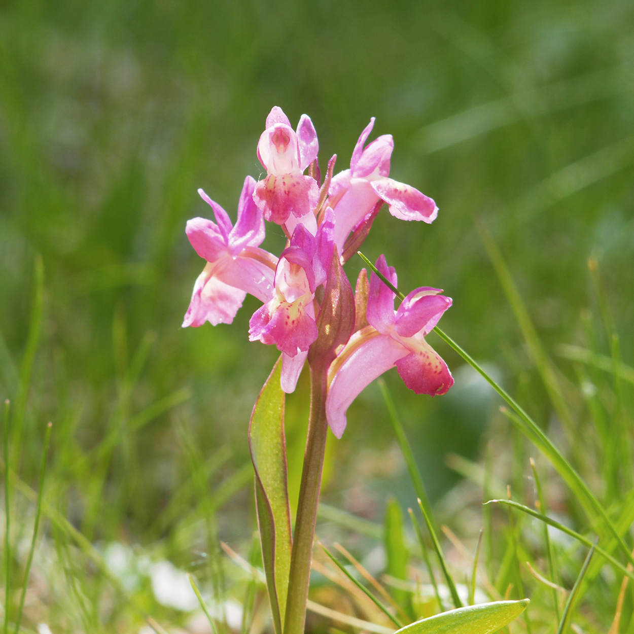 Dactylorhiza sambucina.jpg