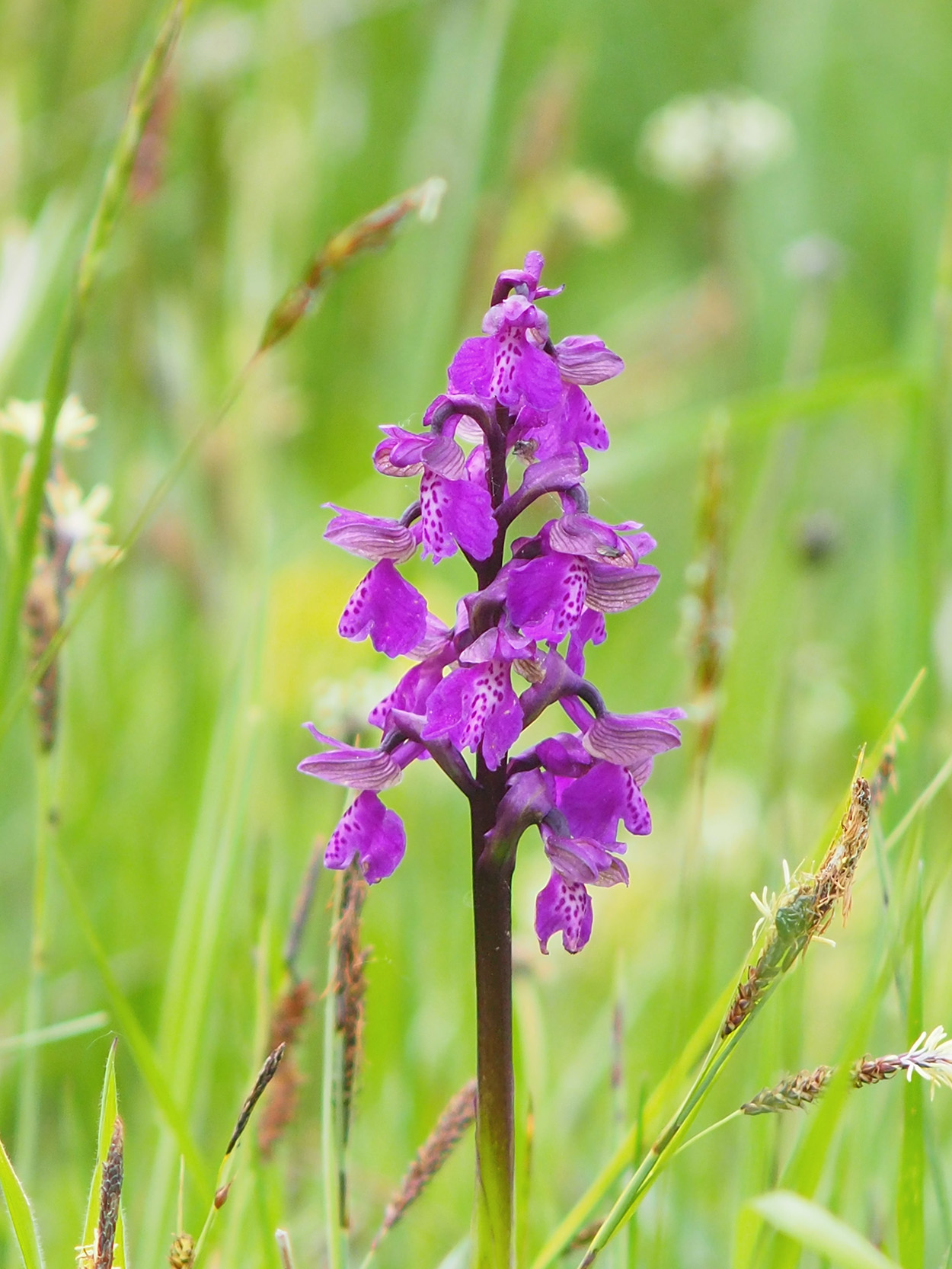 Anacamptis morio.jpg