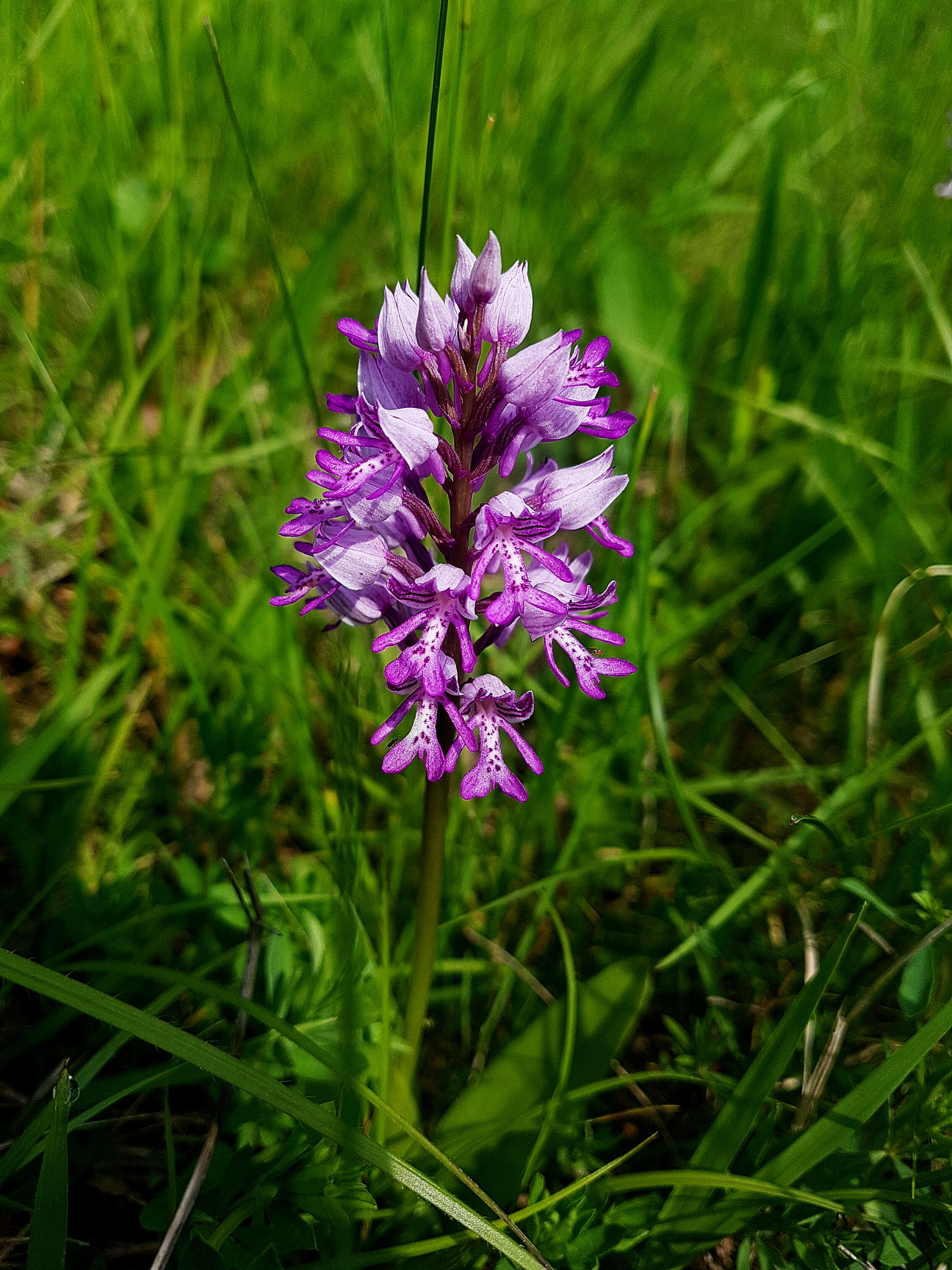 Orchis militaris.jpg