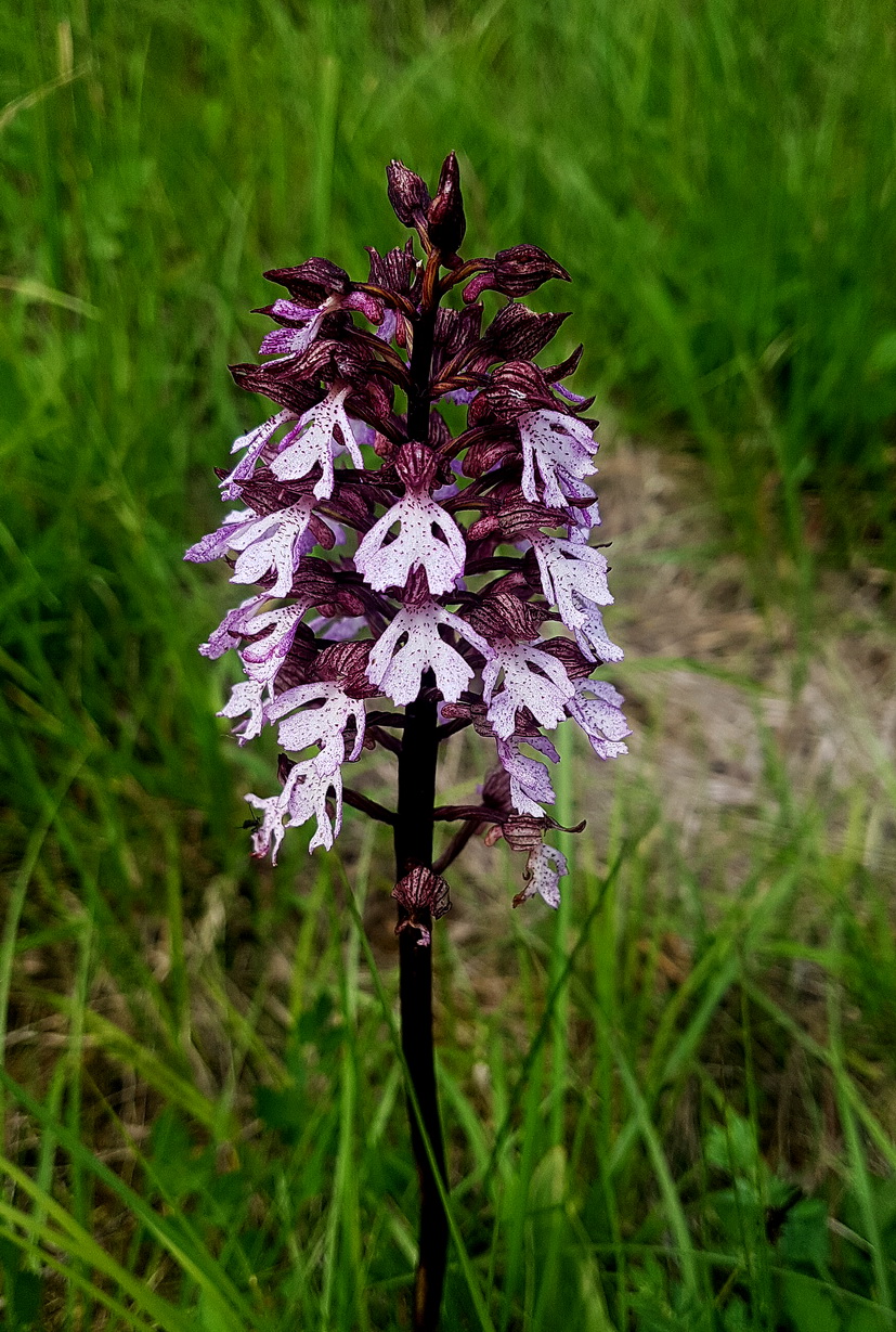 Orchis purpurea 1.jpg