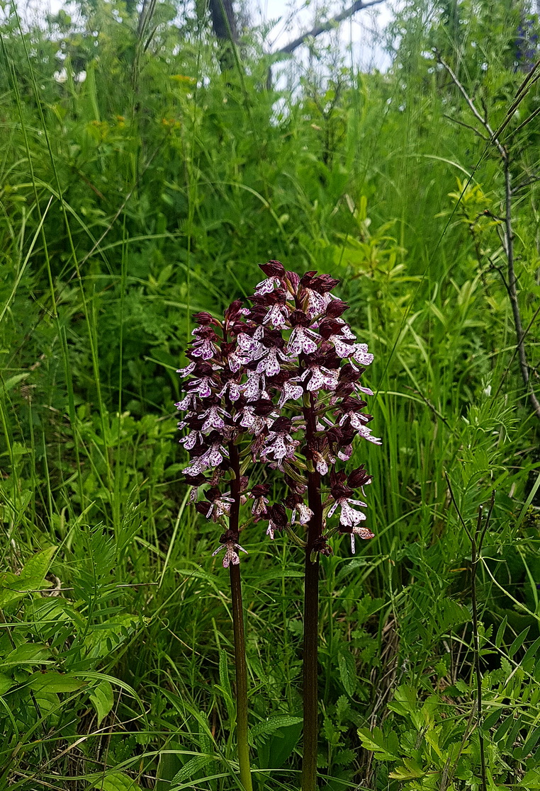 Orchis purpurea 2.jpg
