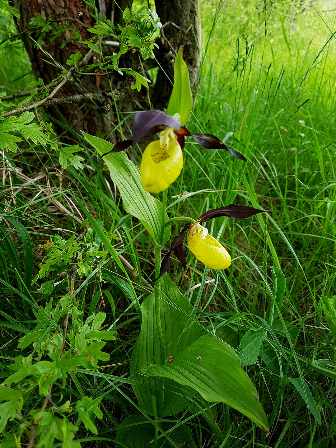 Cypripedium calceolus 1.jpg