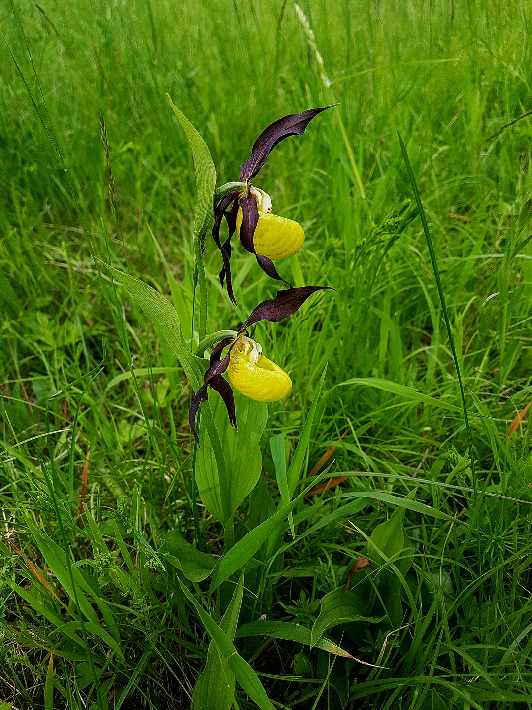 Cypripedium calceolus 2.jpg