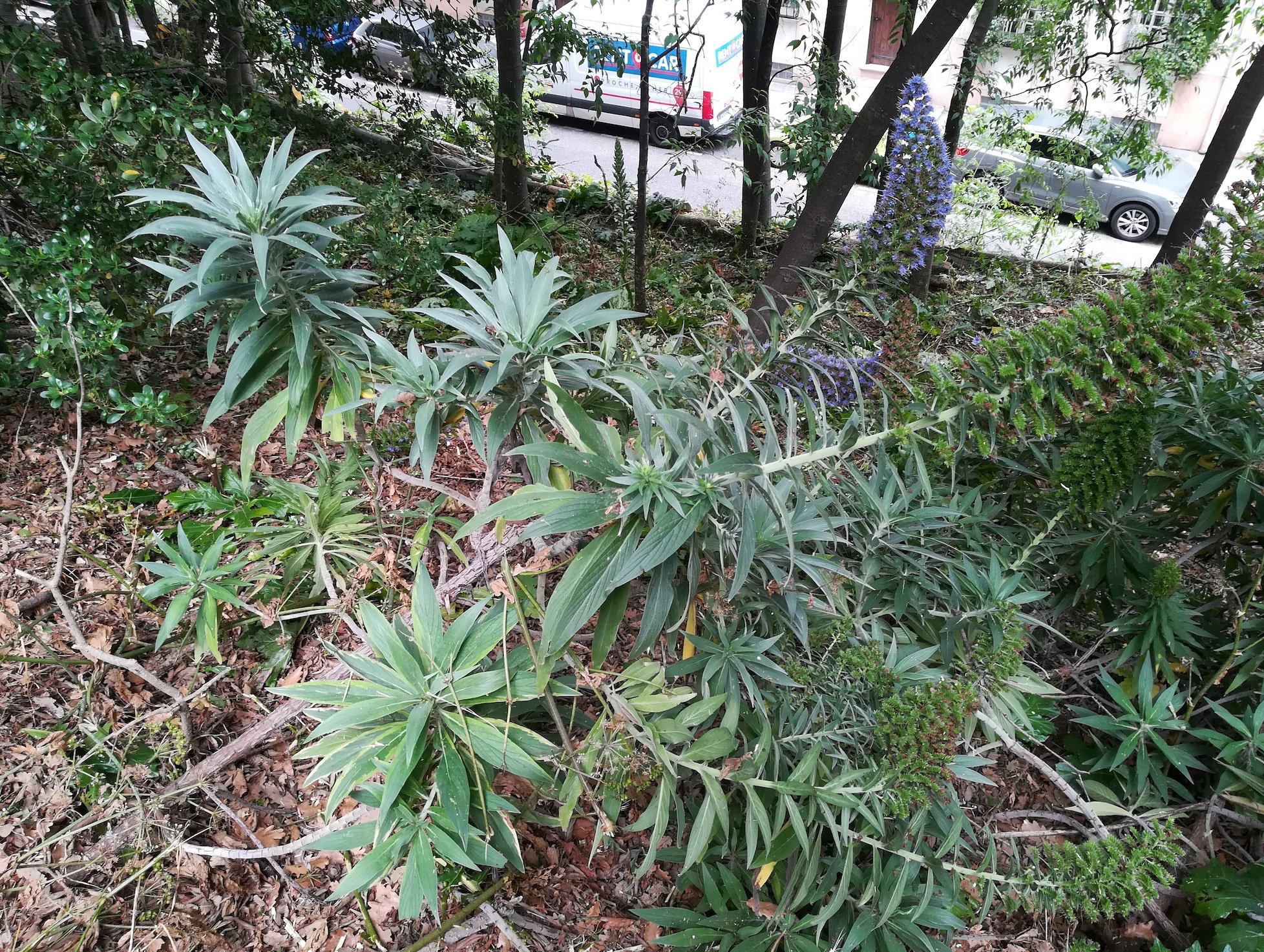 echium candicans colline du chateau alpes-maritimes nizza frankreich_20230517_143817.jpg