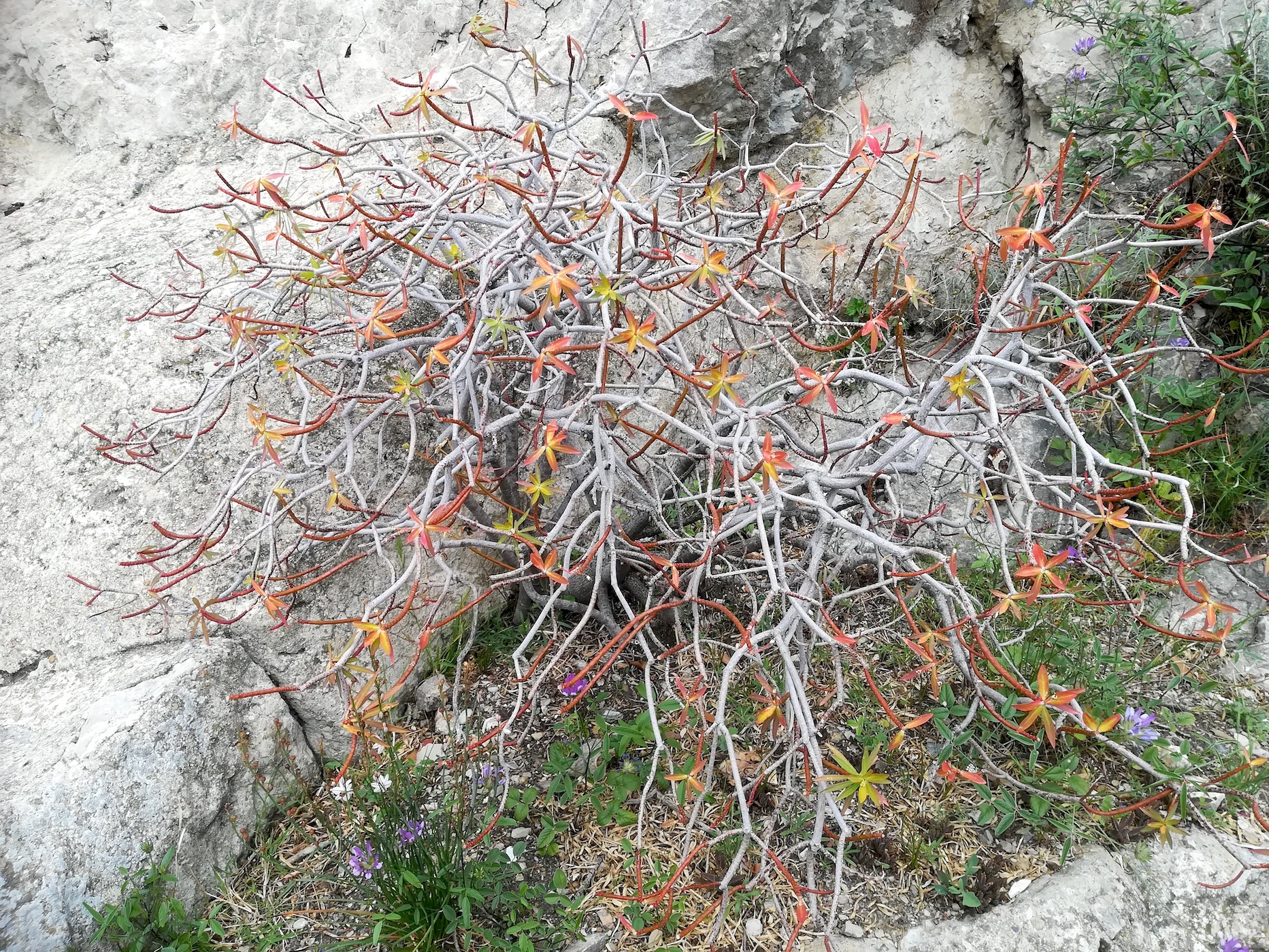 euphorbia dendroides colline du chateau alpes-maritimes nizza frankreich_20230517_142517.jpg