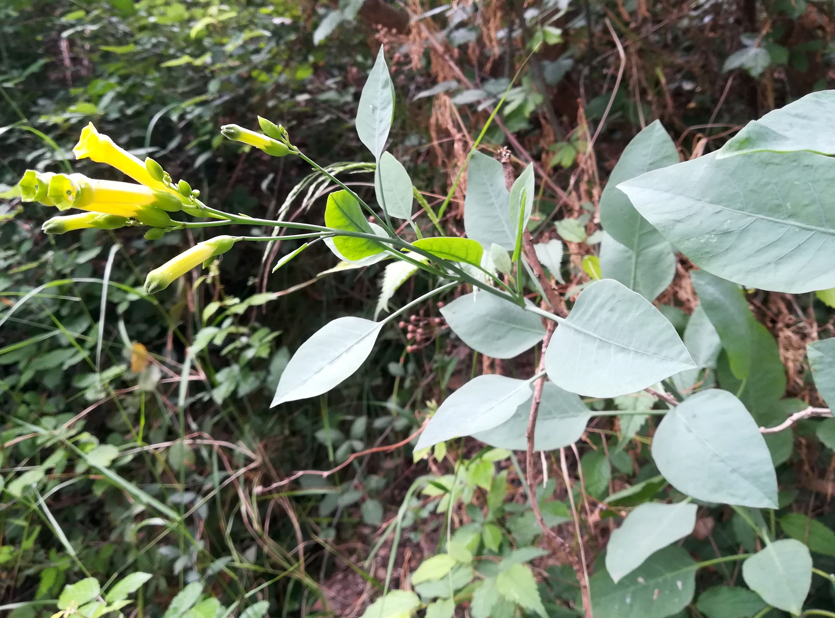 nicotiana glauca colline du chateau alpes-maritimes nizza frankreich_20230517_143722.jpg