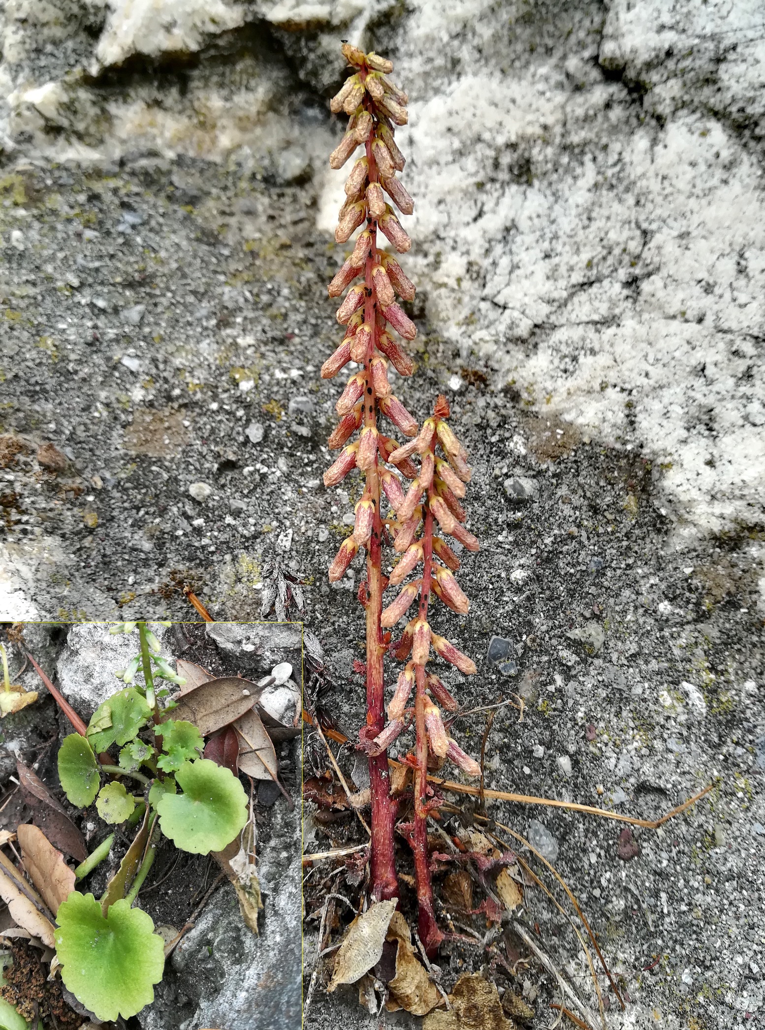 umbilicus rupestris colline du chateau alpes-maritimes nizza frankreich_20230517_144425.jpg