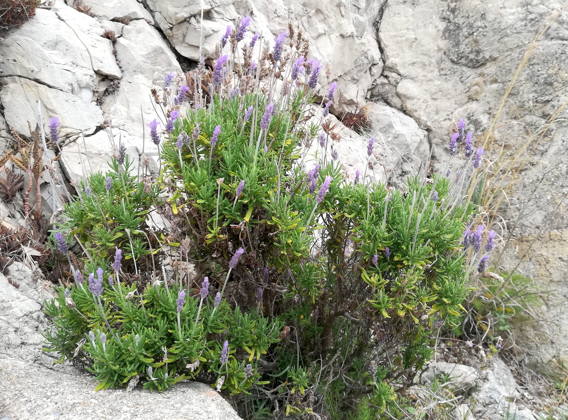 lavandula dentata colline du chateau alpes-maritimes nizza frankreich_20230517_142445.jpg