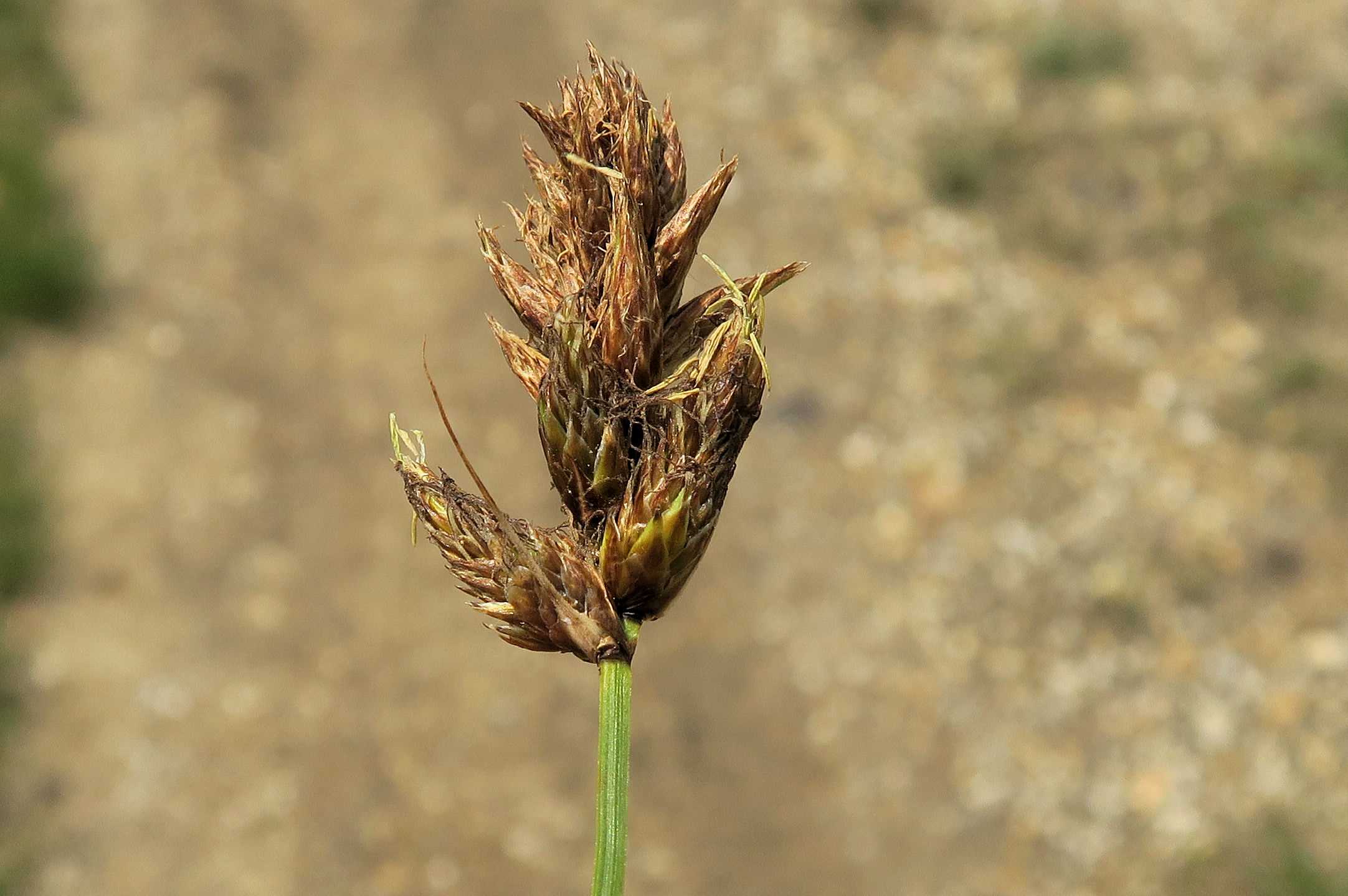 Carex sp., Zitzmannsdorfer Wiesen Mittelweg Nasswiese in Senke 20.05.2023 C5X2 (2).jpg