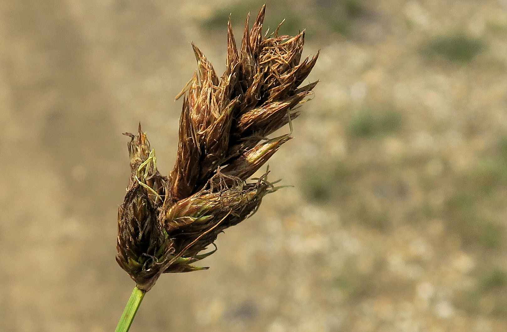 Carex sp., Zitzmannsdorfer Wiesen Mittelweg Nasswiese in Senke 20.05.2023 C5X2 (1).jpg